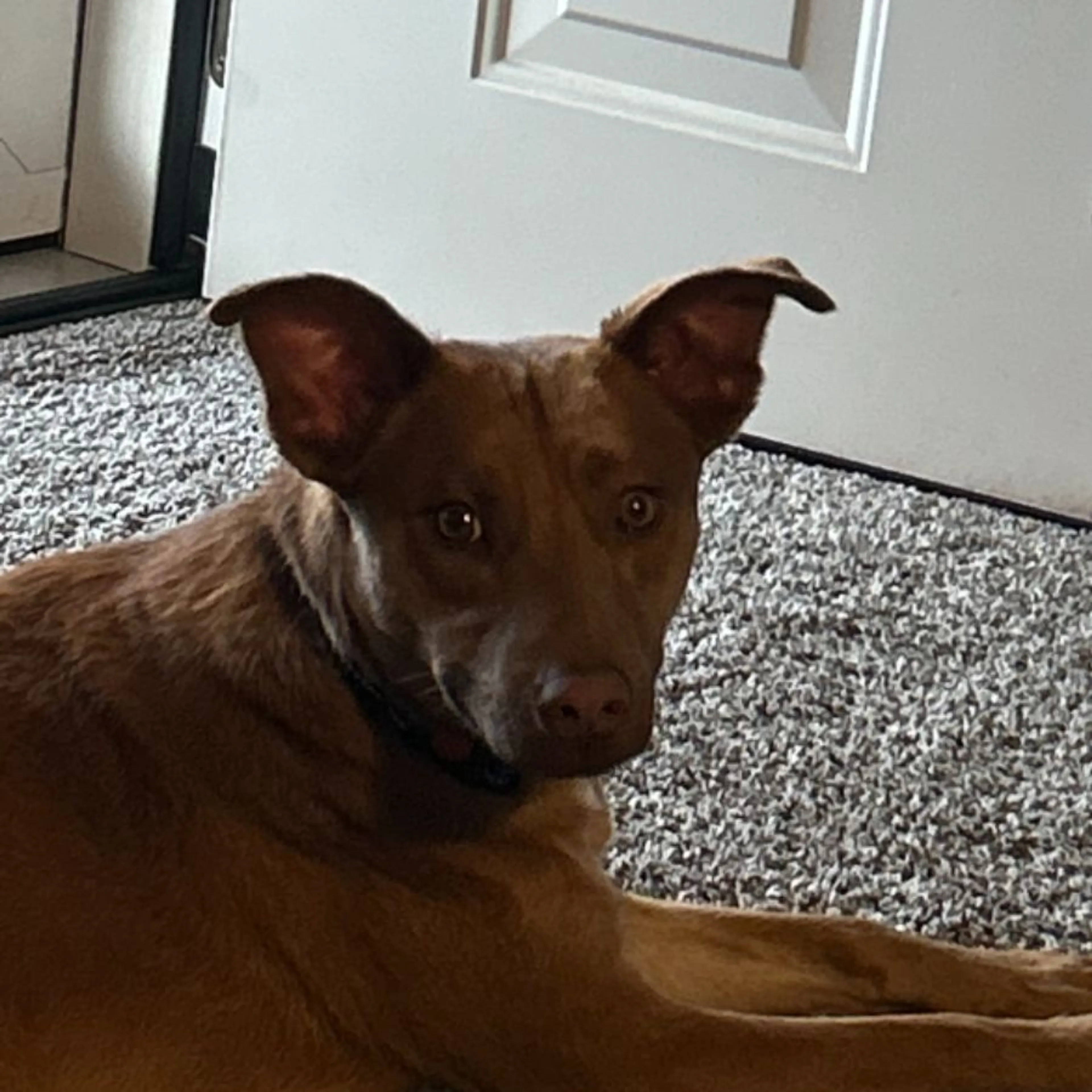 Lost pet