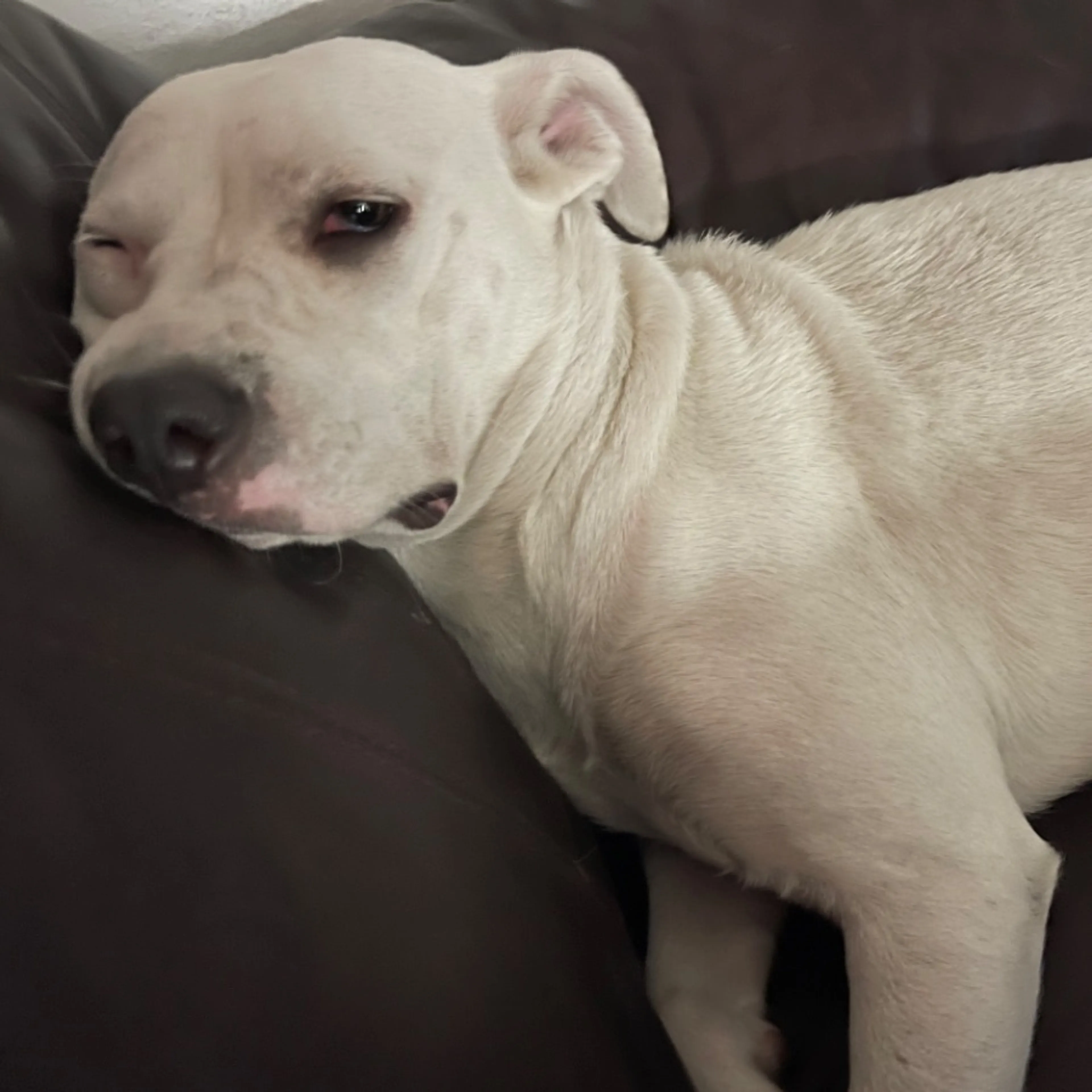 Lost pet