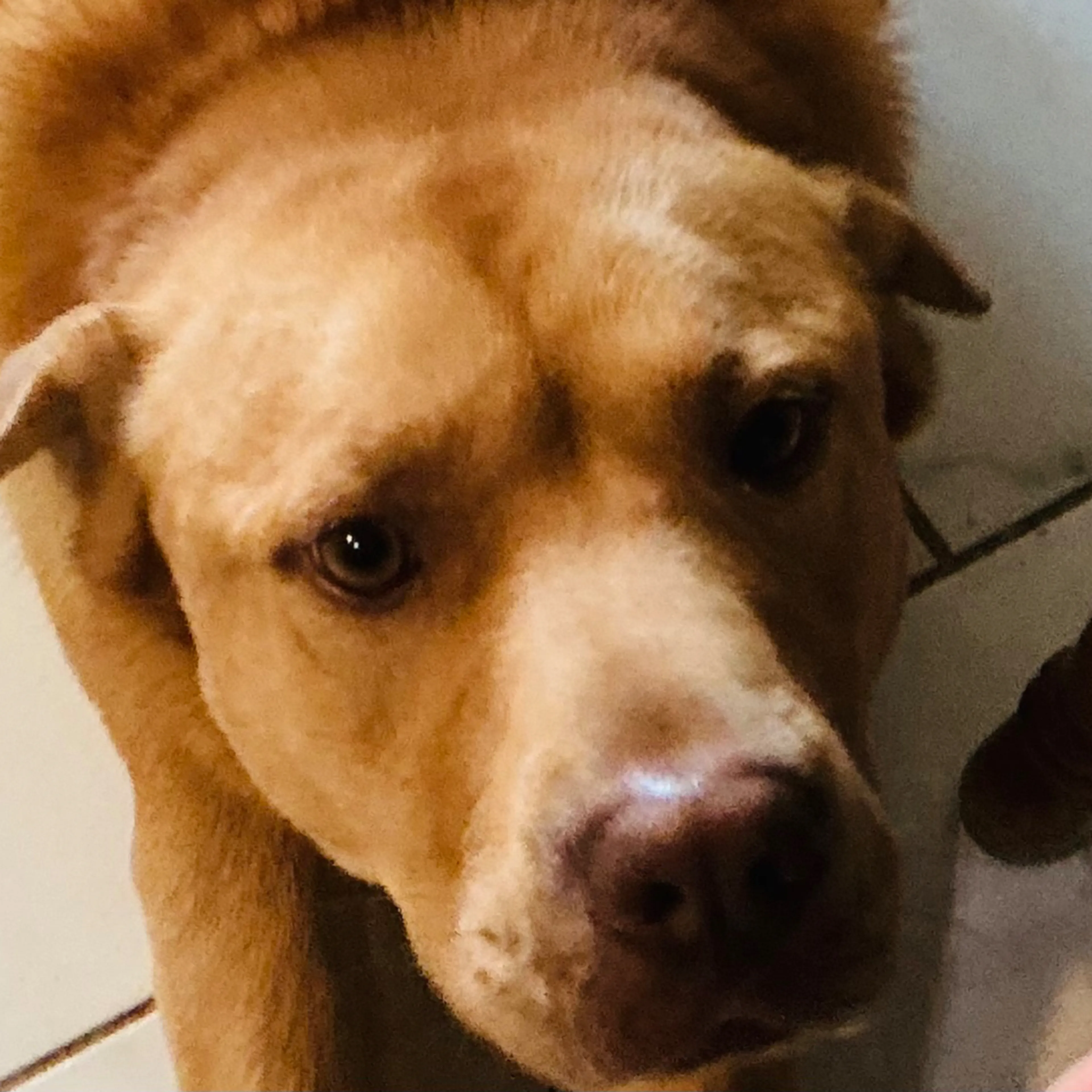 Lost pet-2