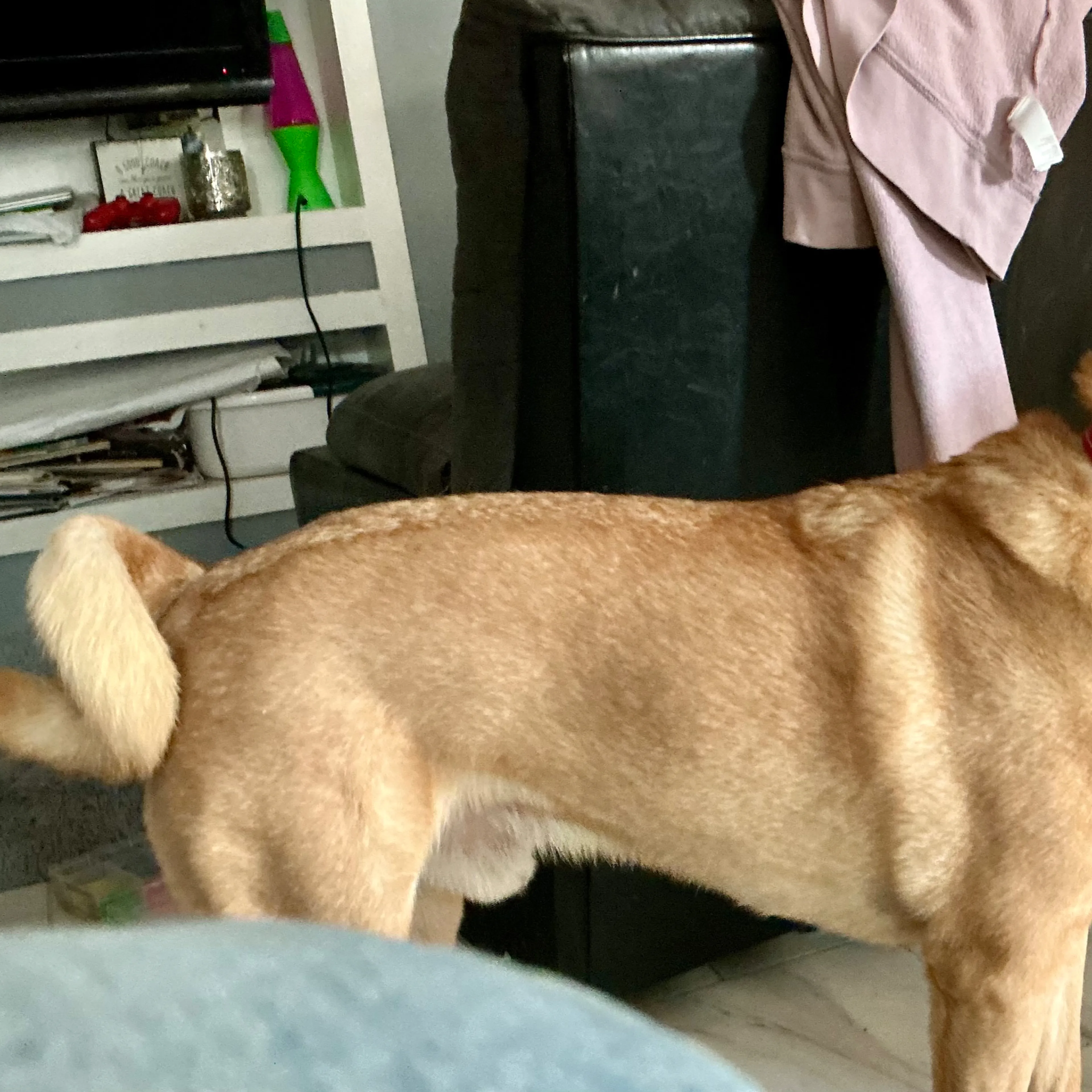 Lost pet-1