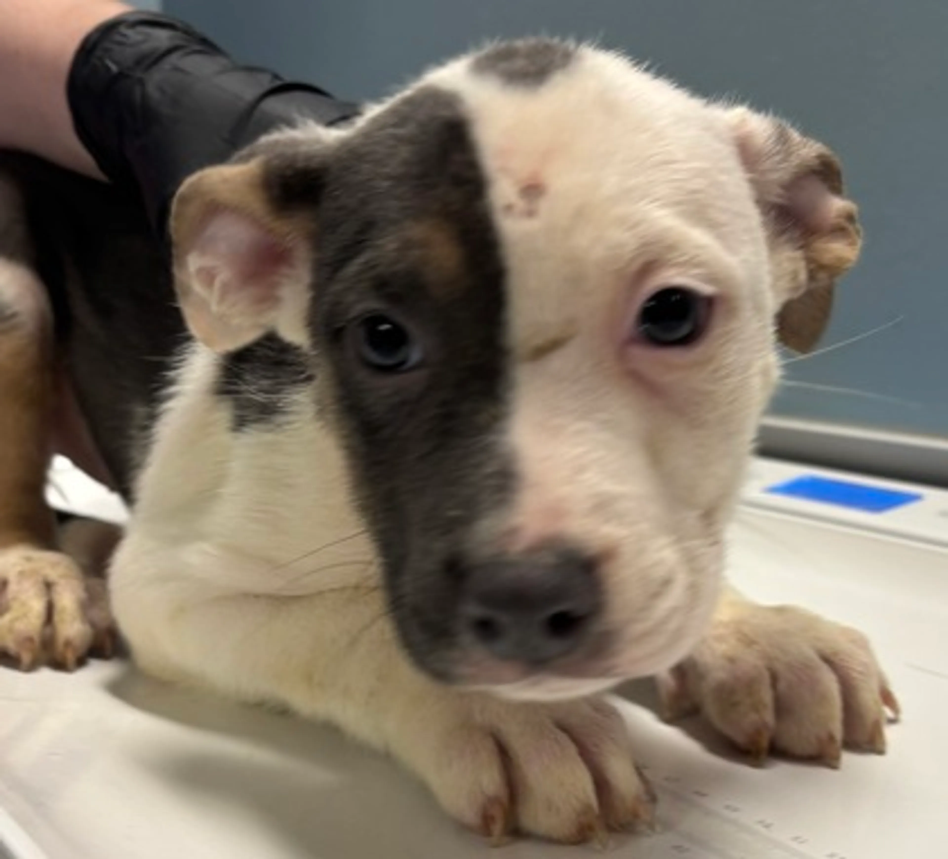 Found pet