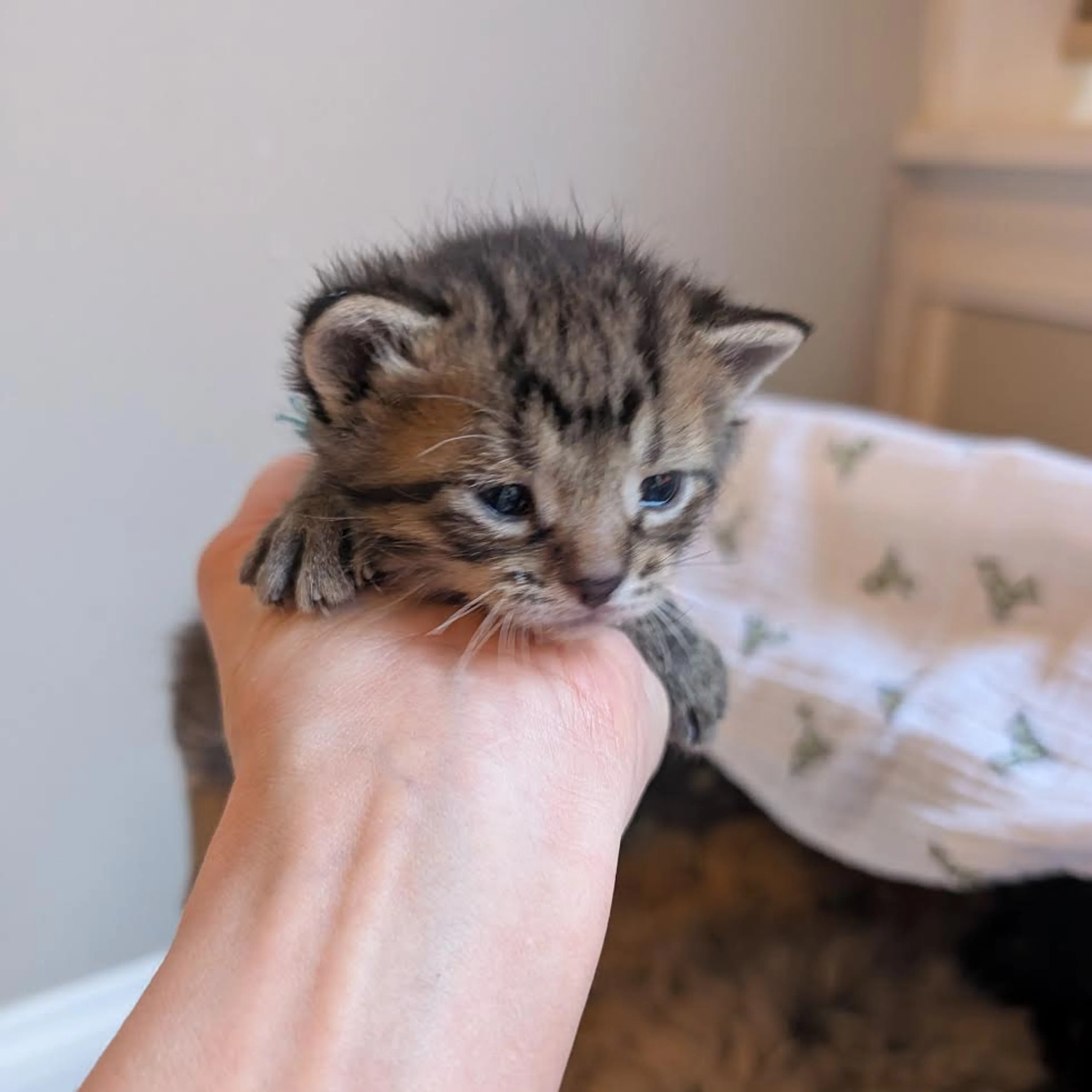 Found pet