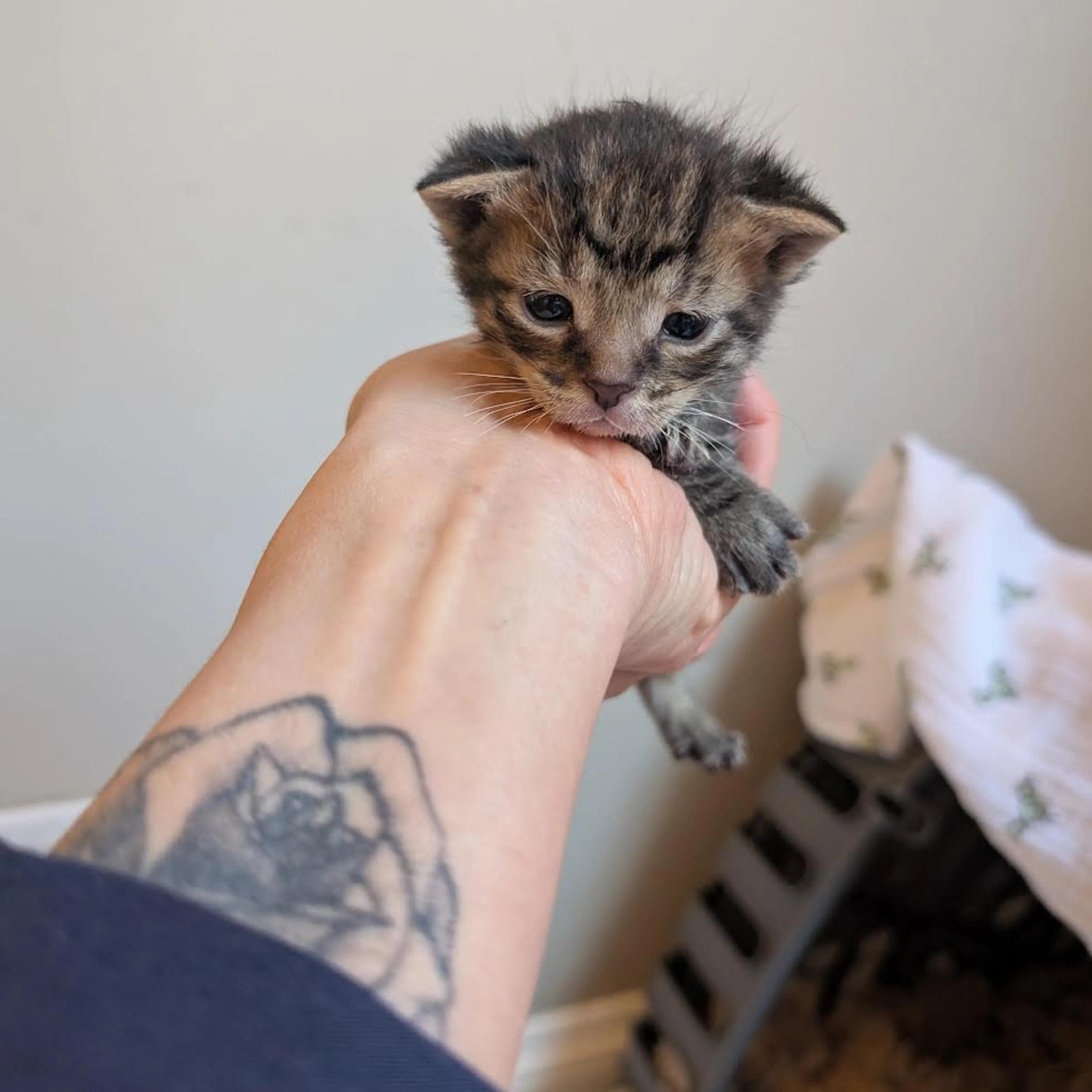 Found pet