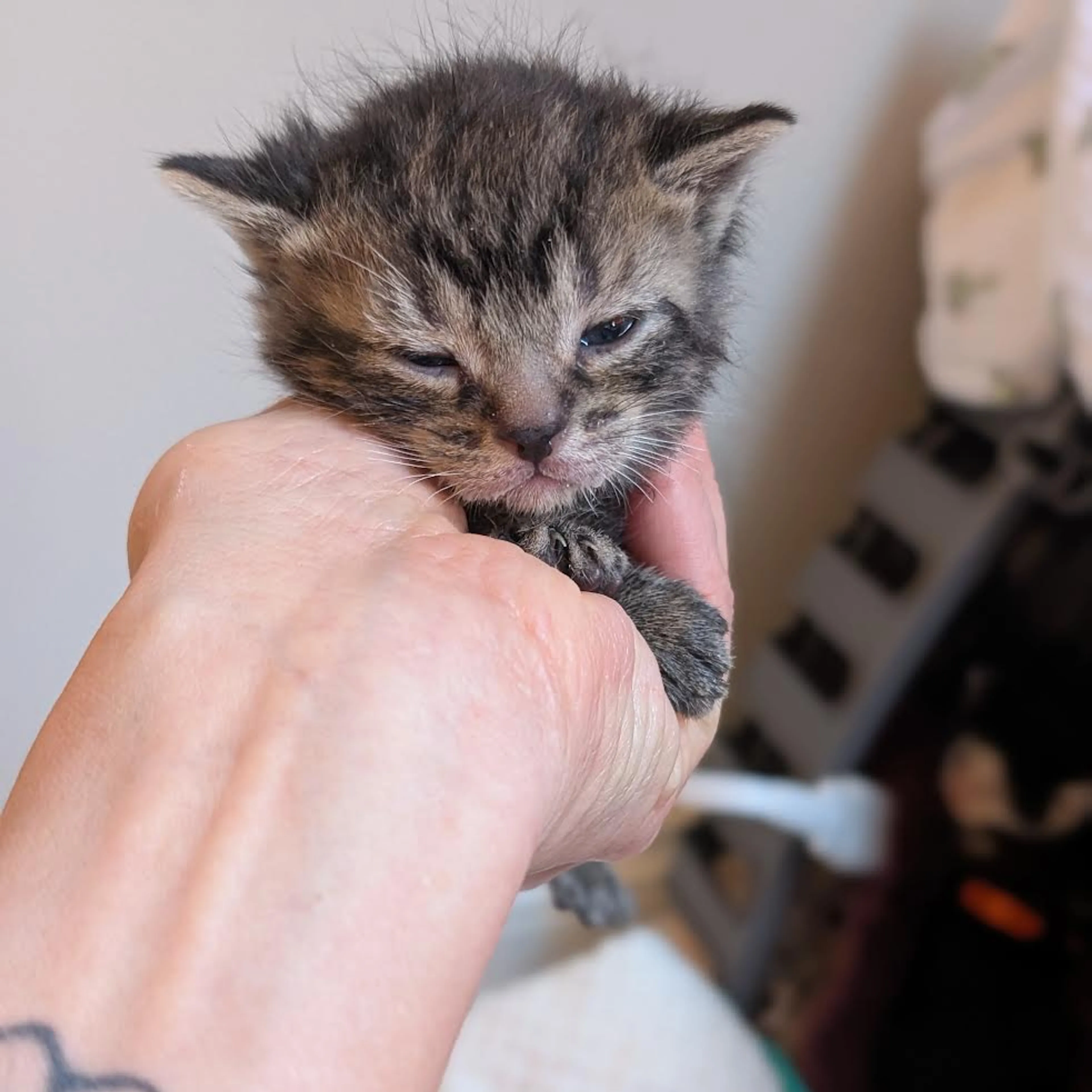 Found pet
