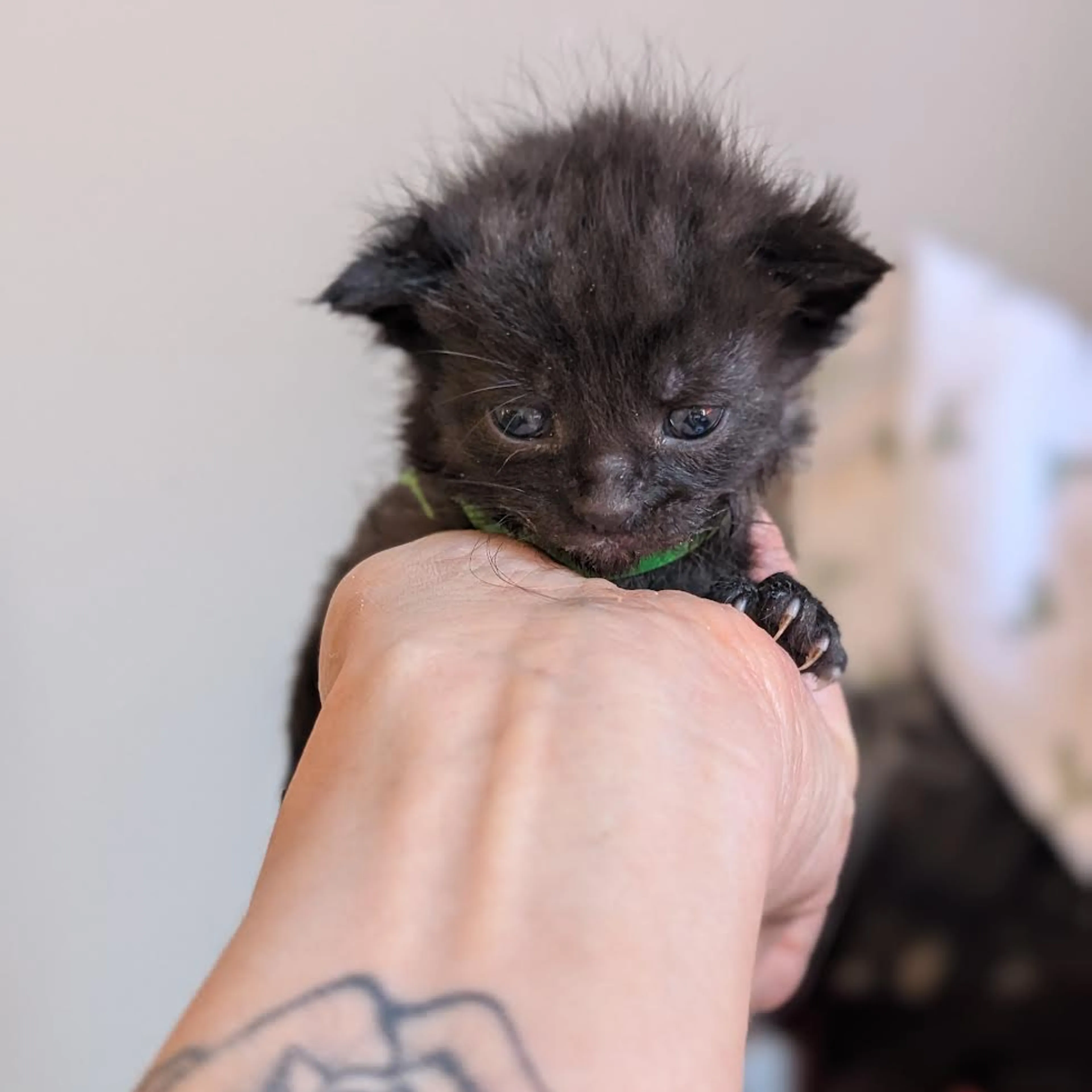 Found pet