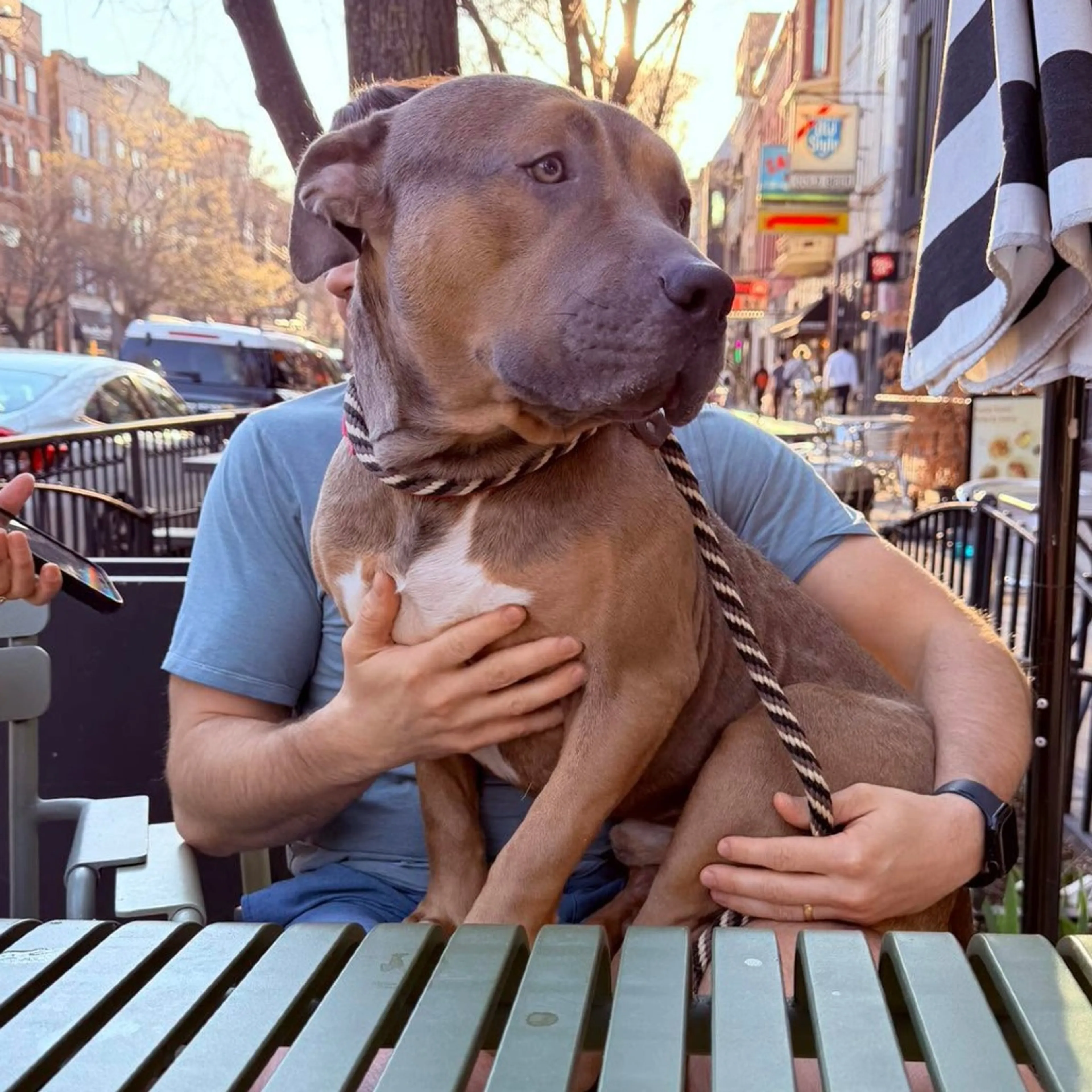 Found pet-1