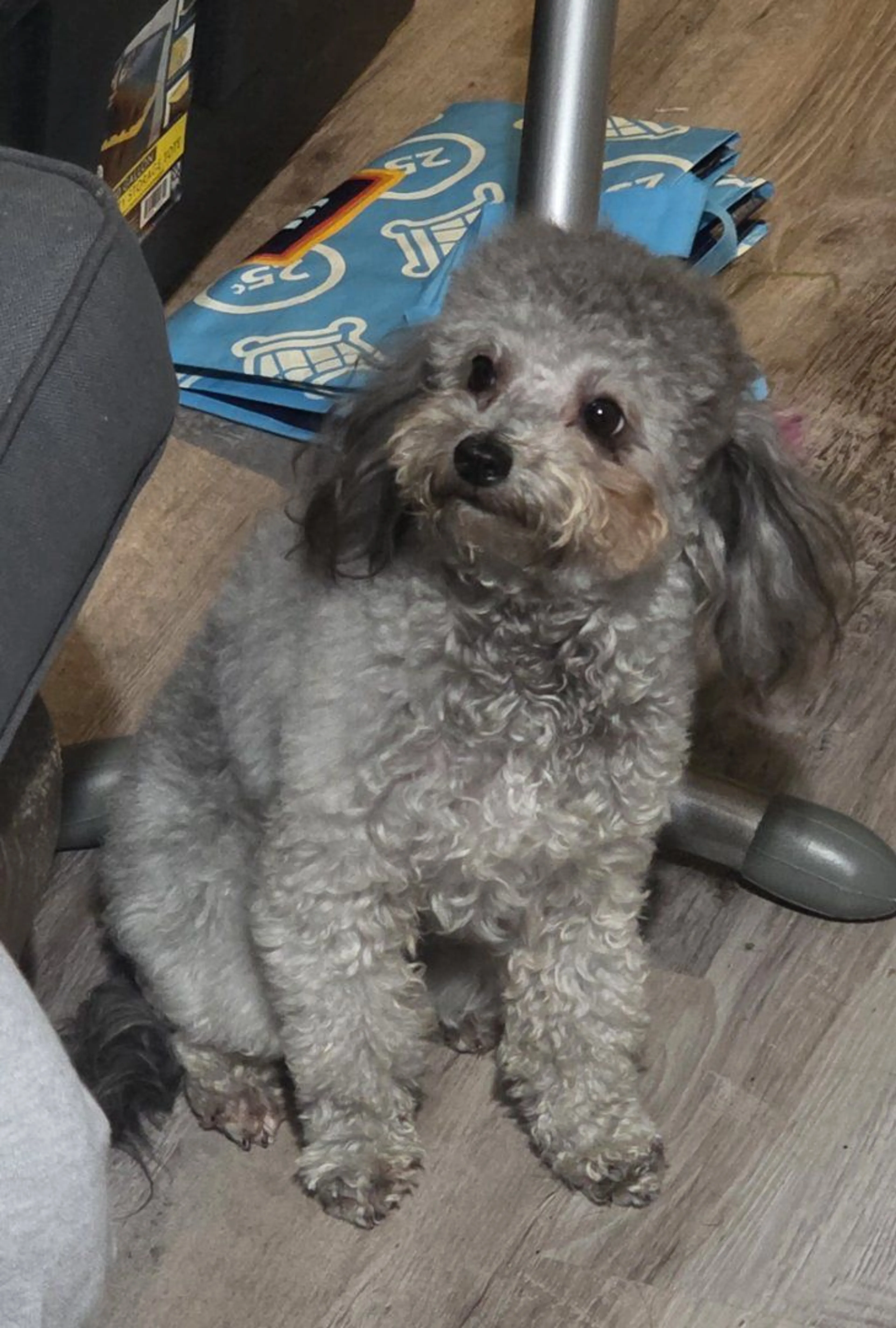 Lost pet