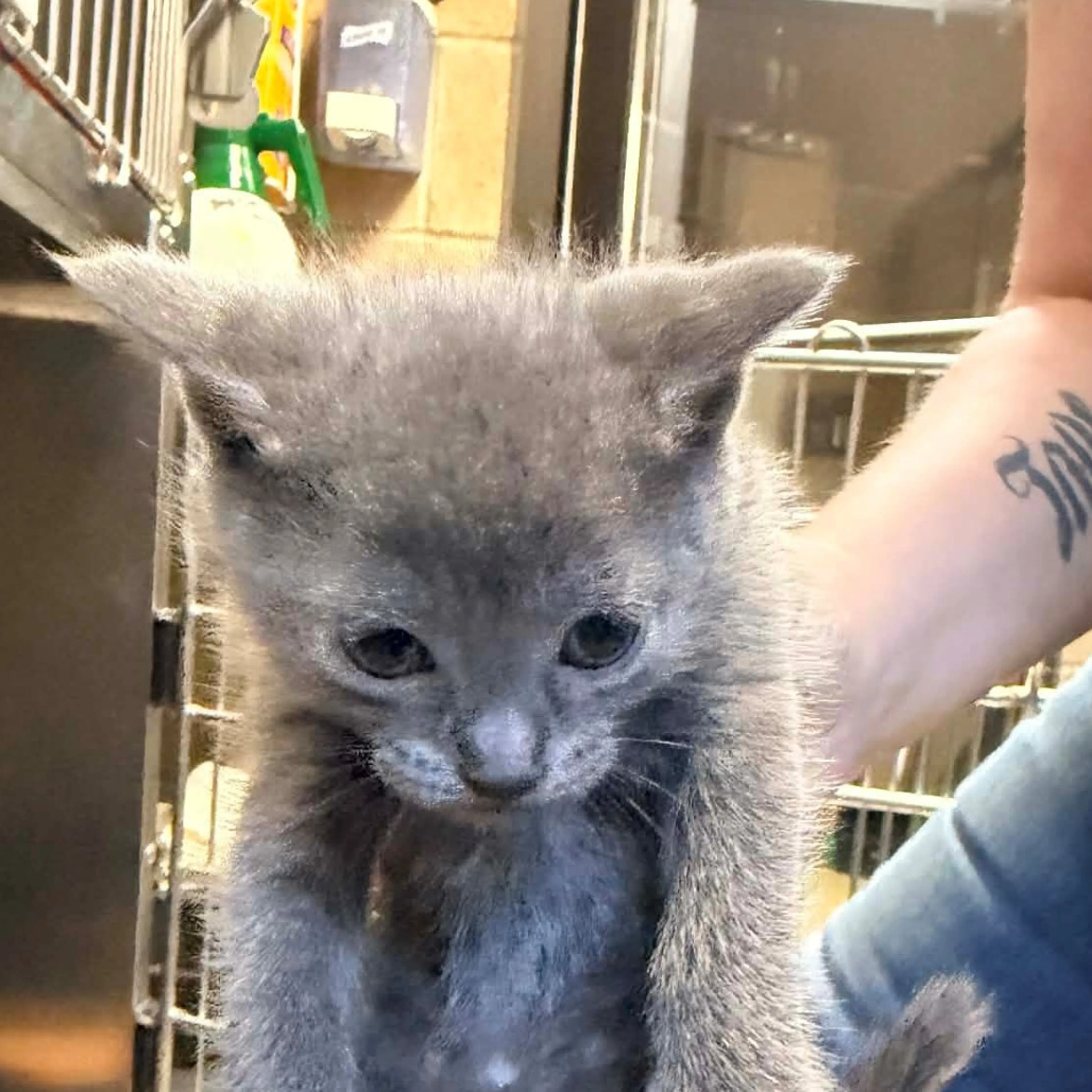 Found pet