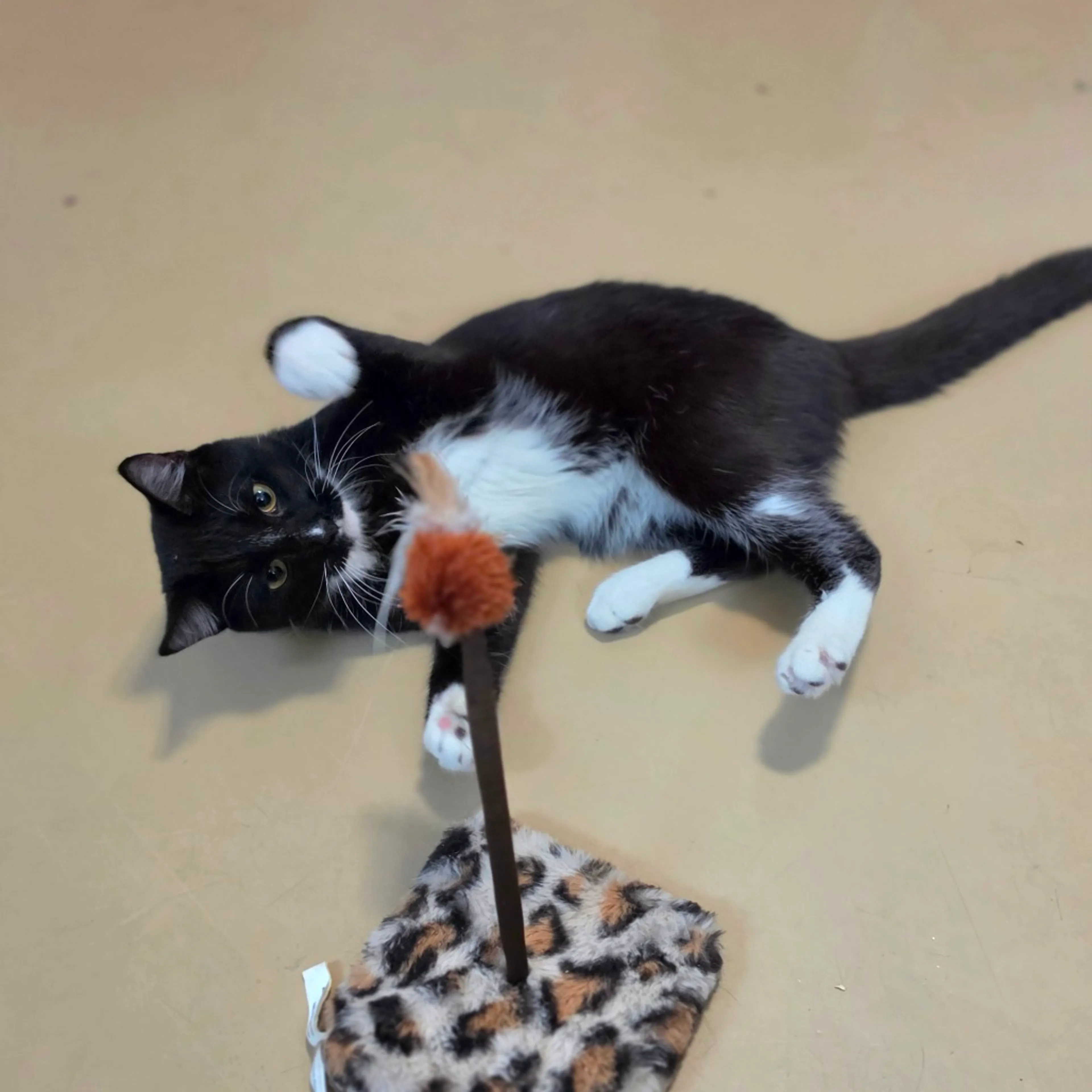 Found pet-9