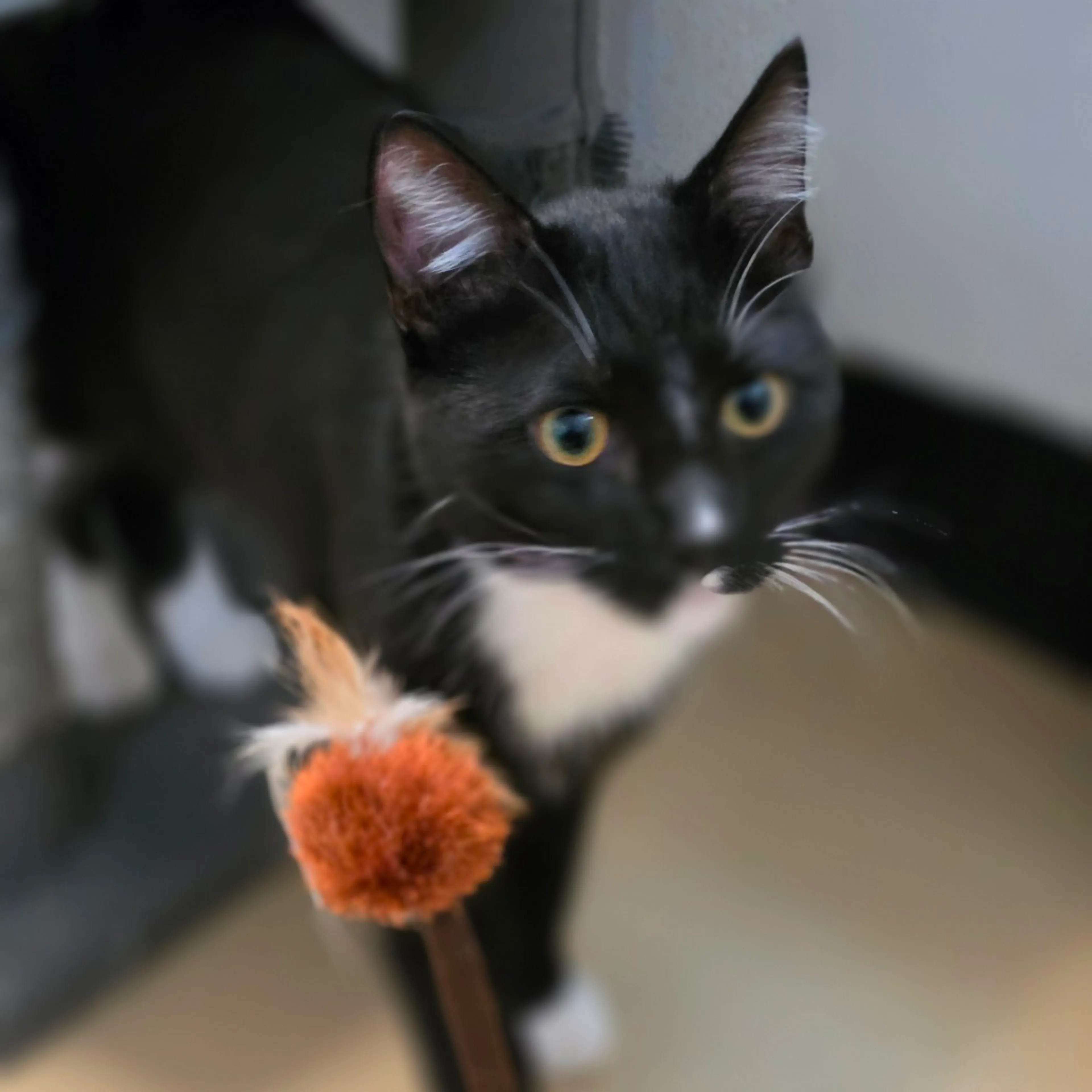Found pet-12