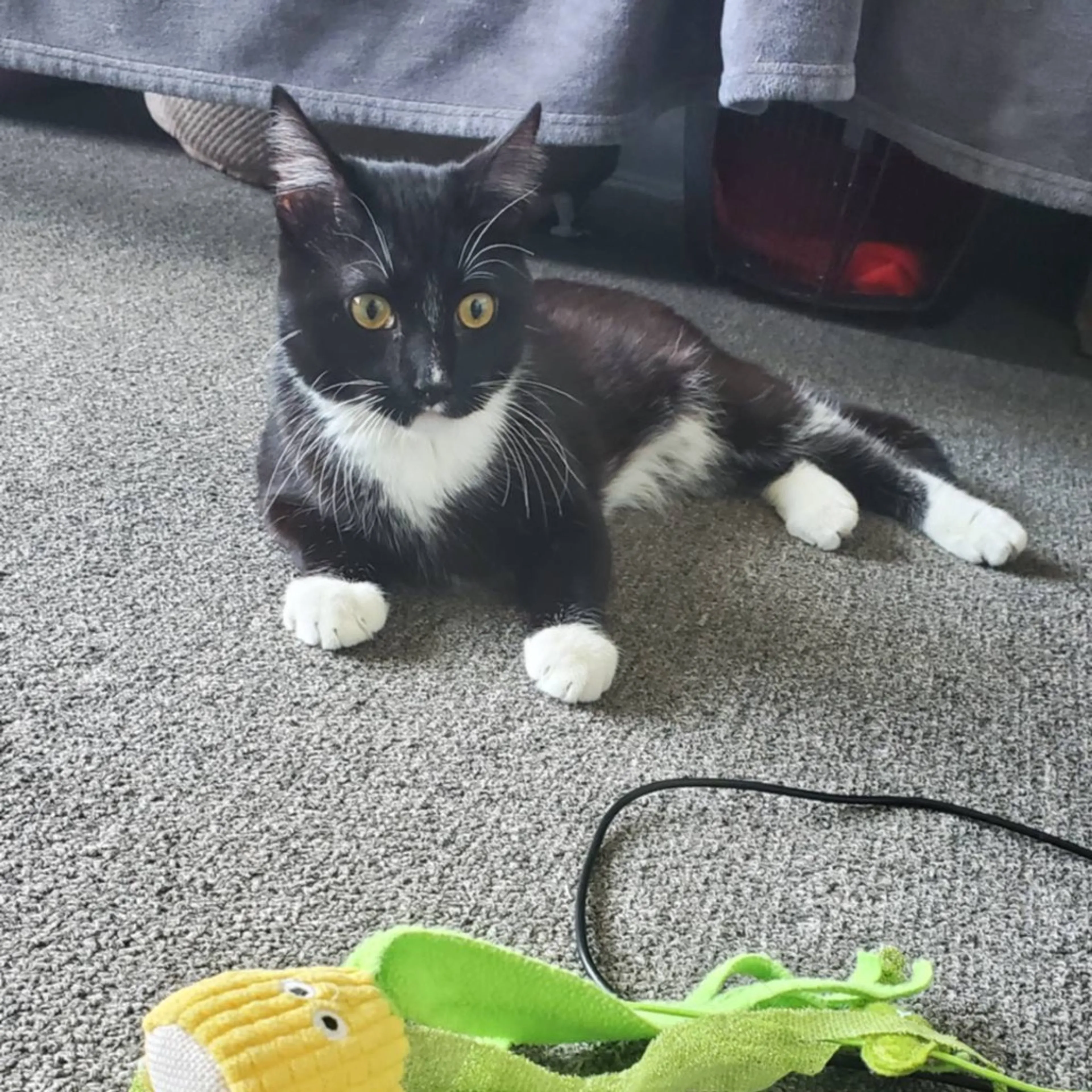 Found pet-2