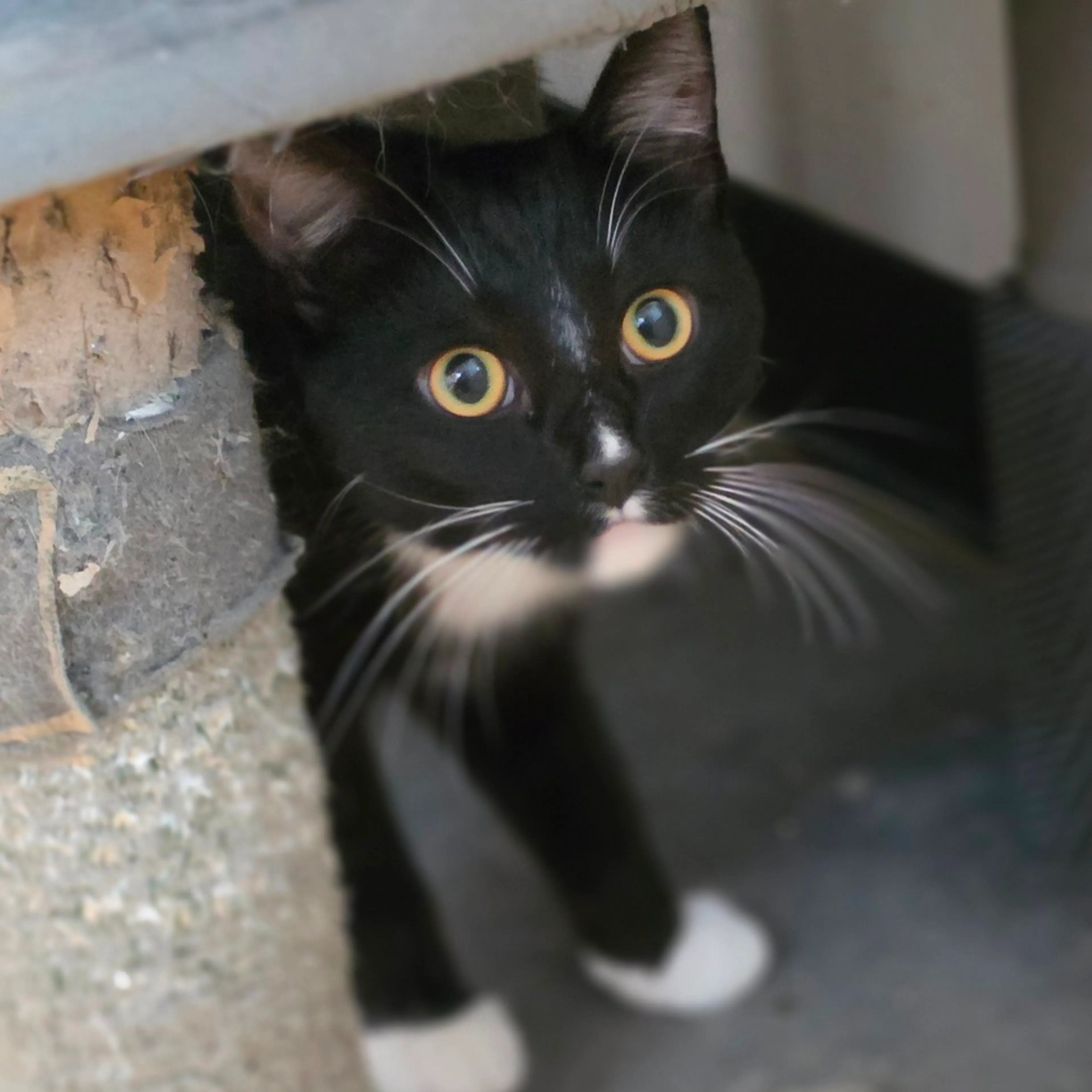 Found pet-14