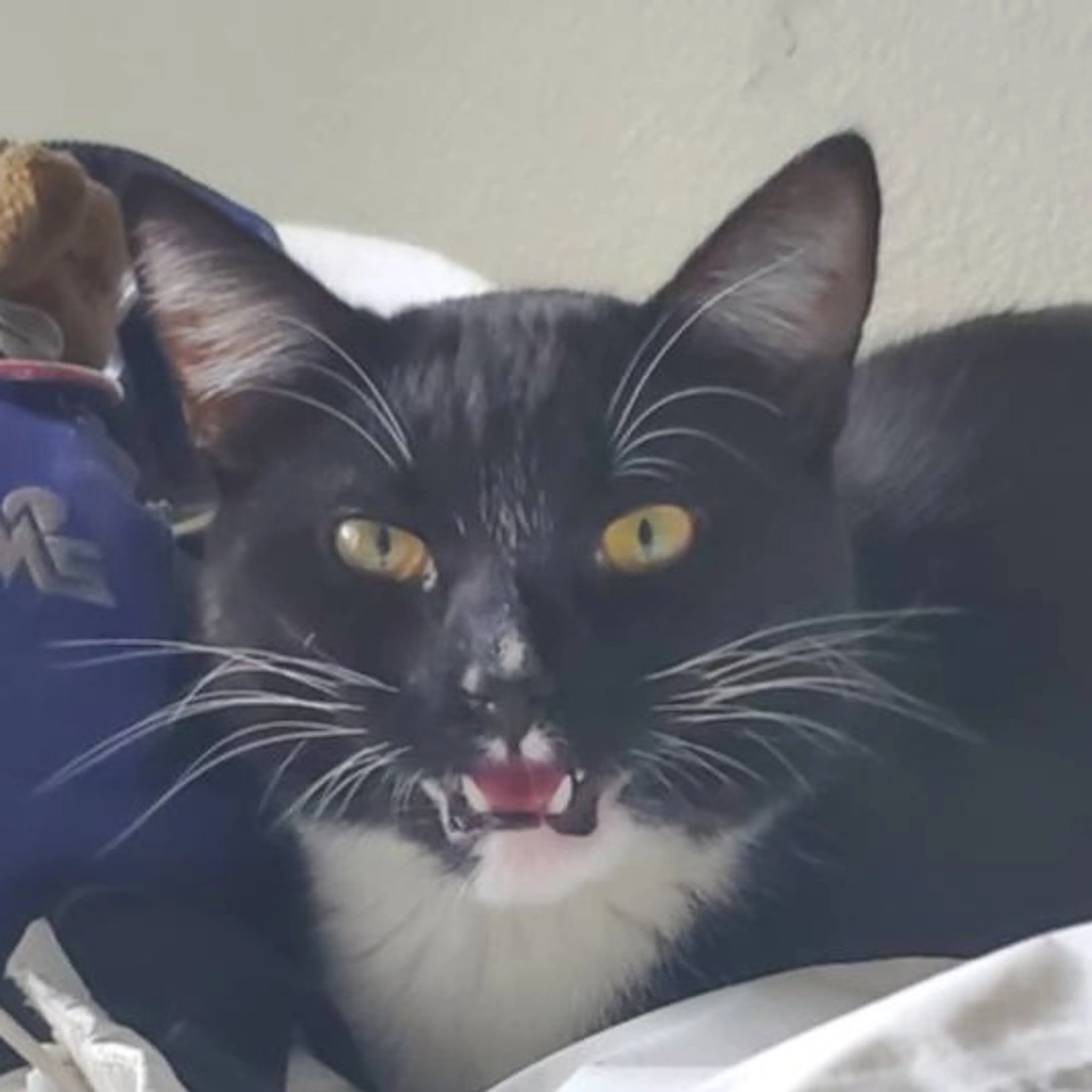 Found pet-7