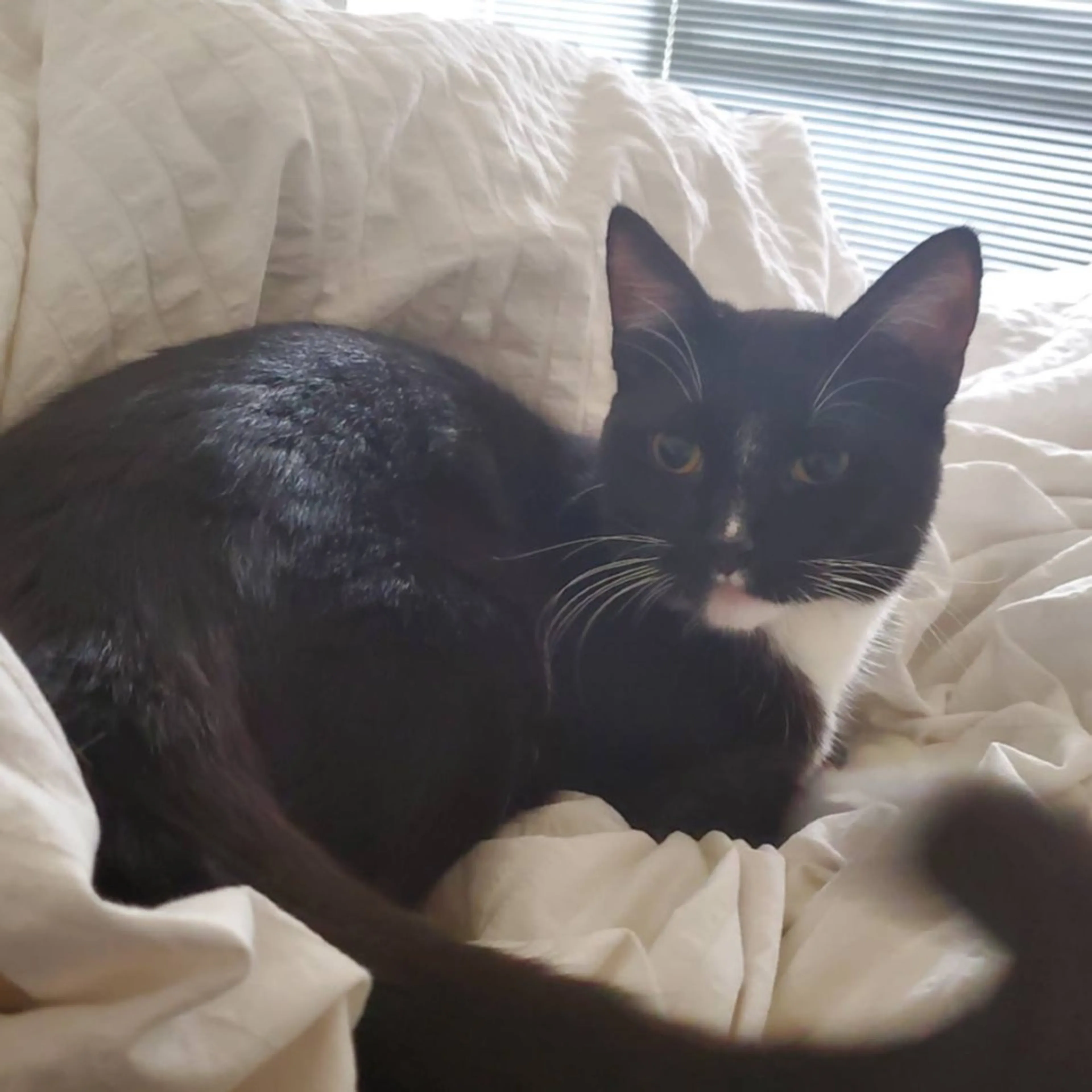 Found pet-8
