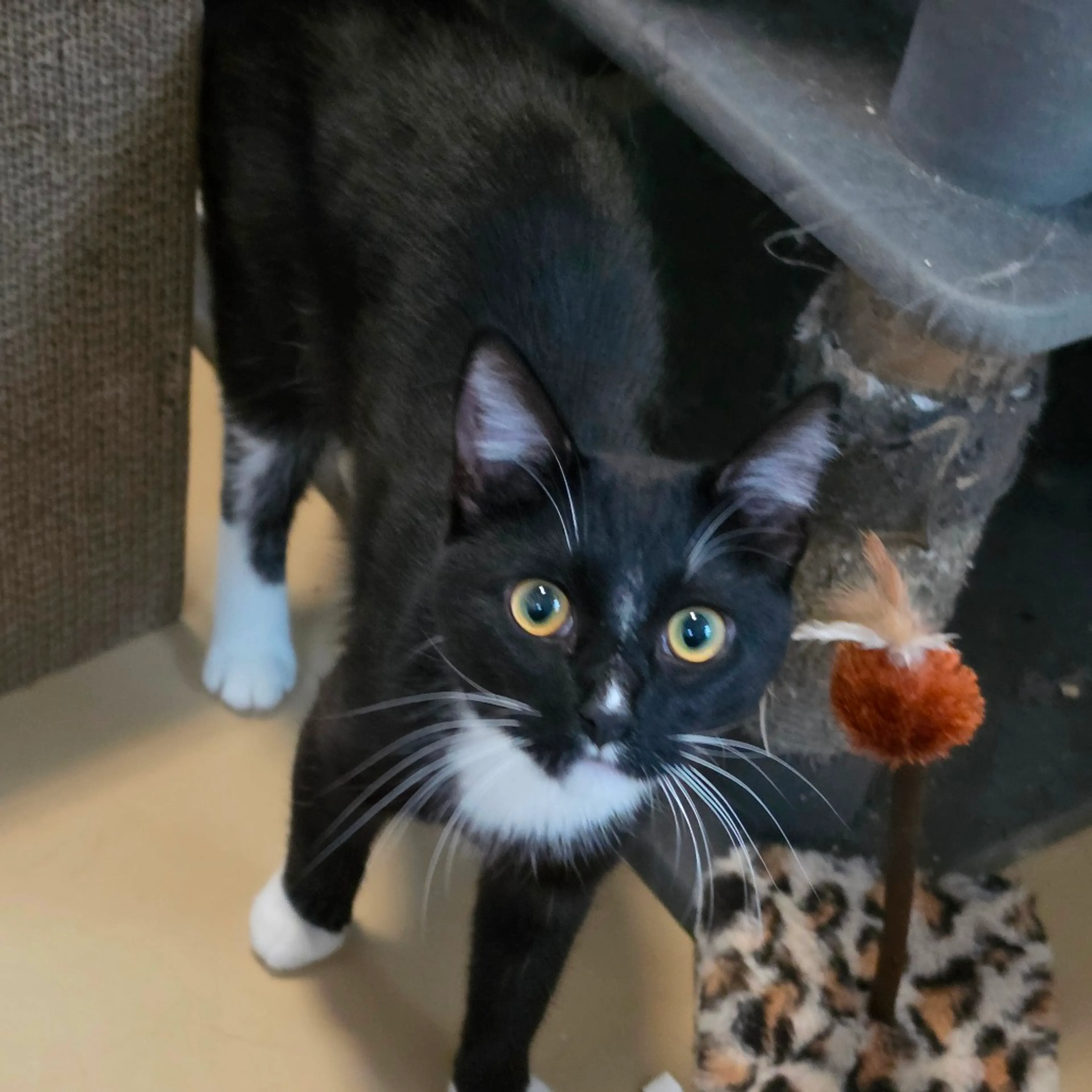 Found pet-13