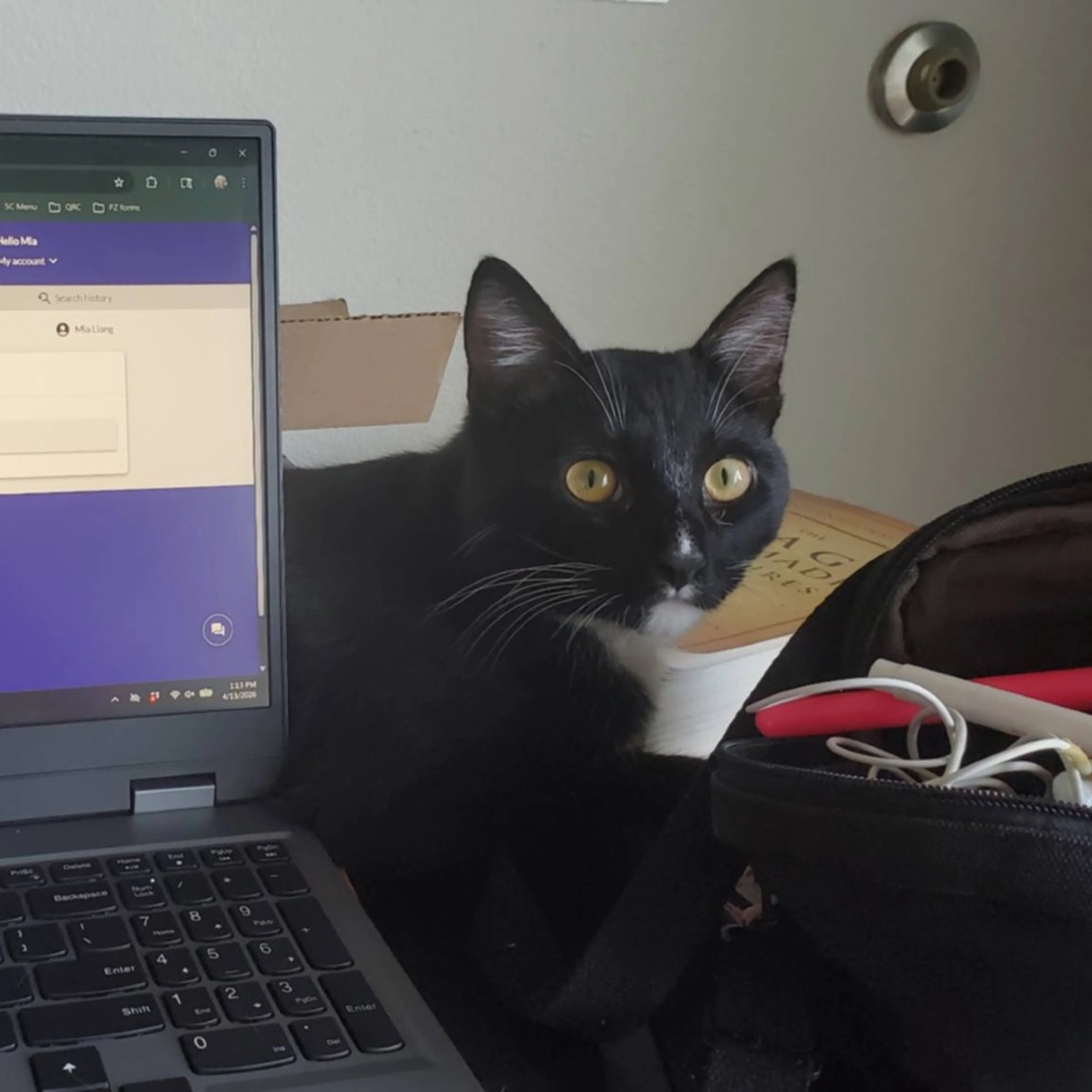 Found pet-6