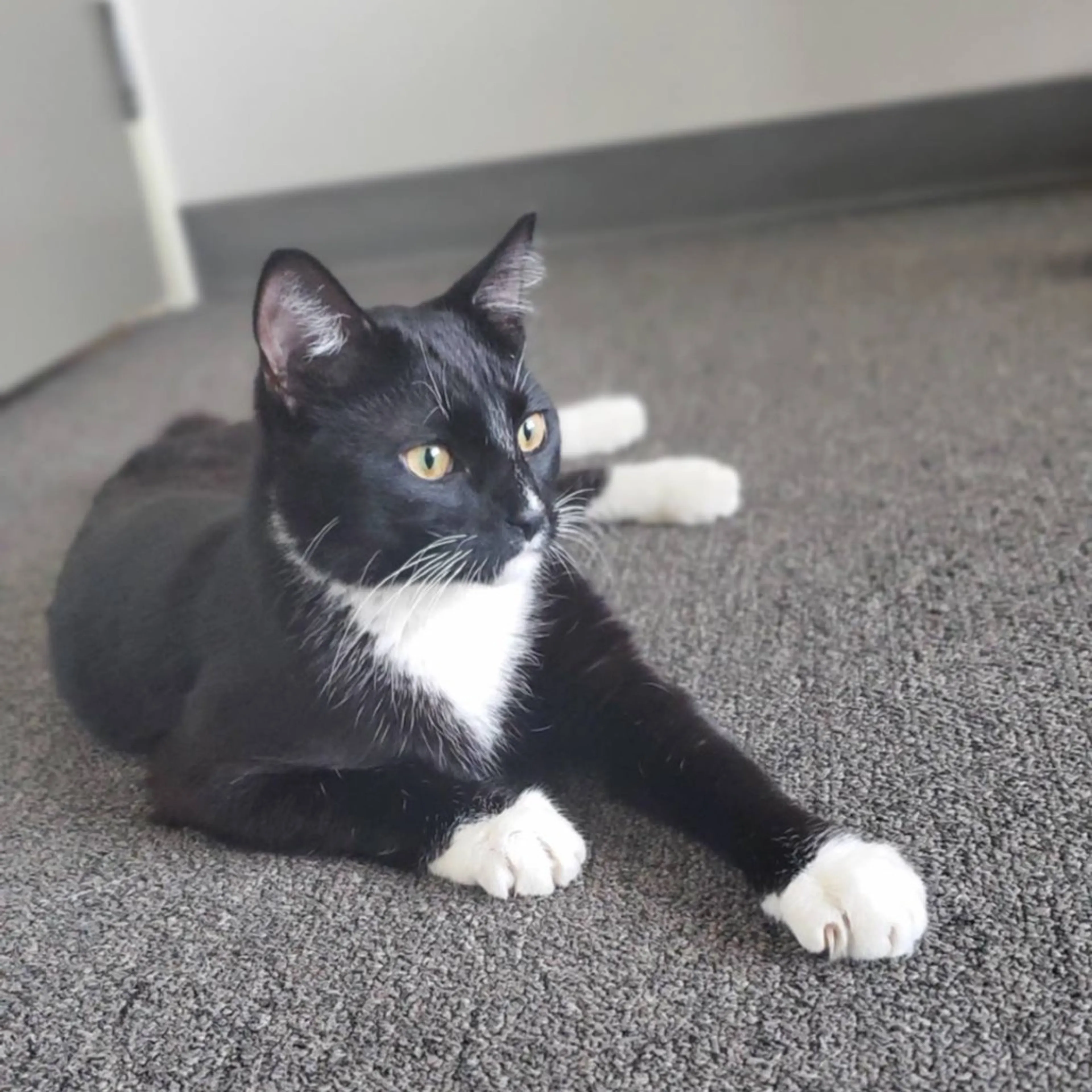 Found pet-4