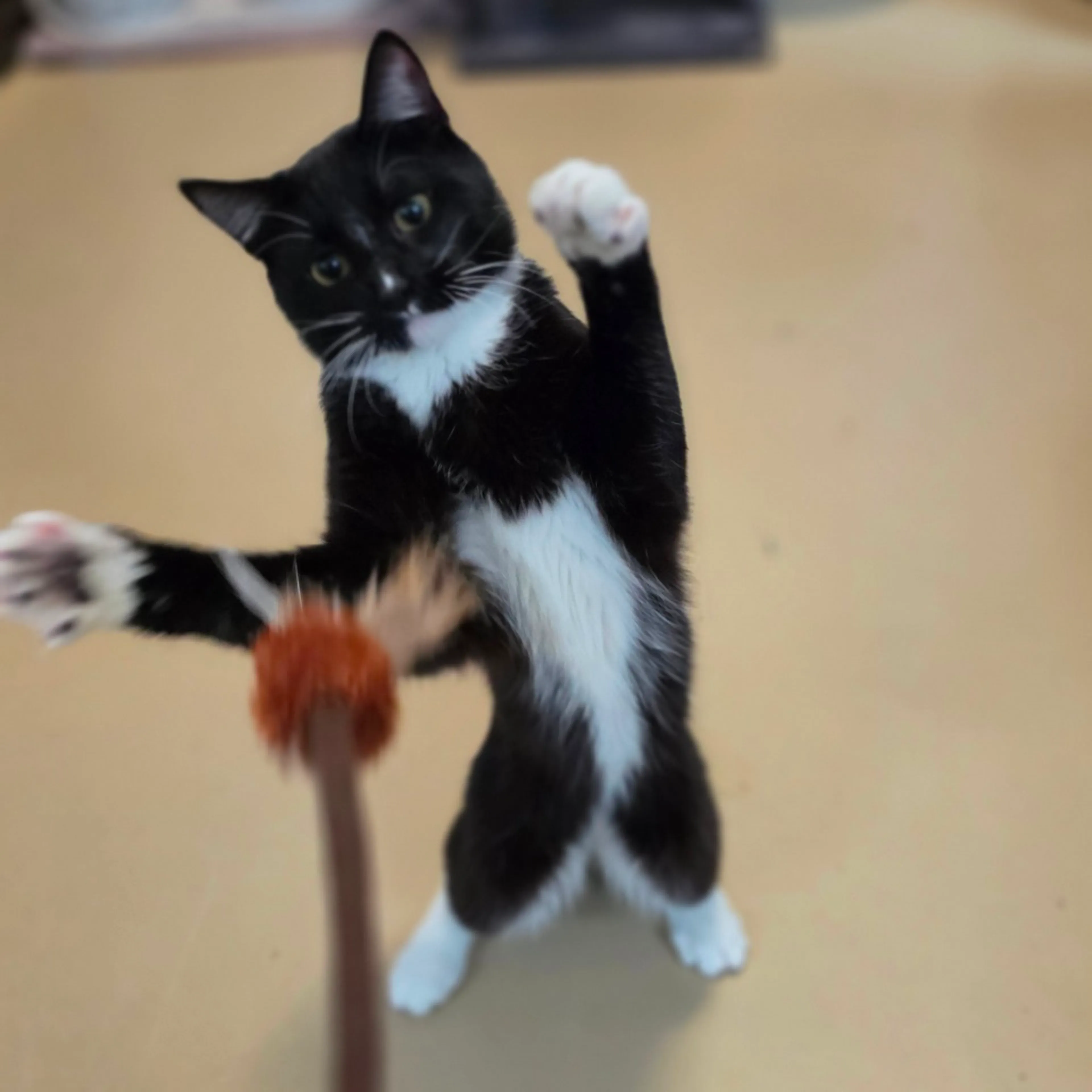 Found pet-10