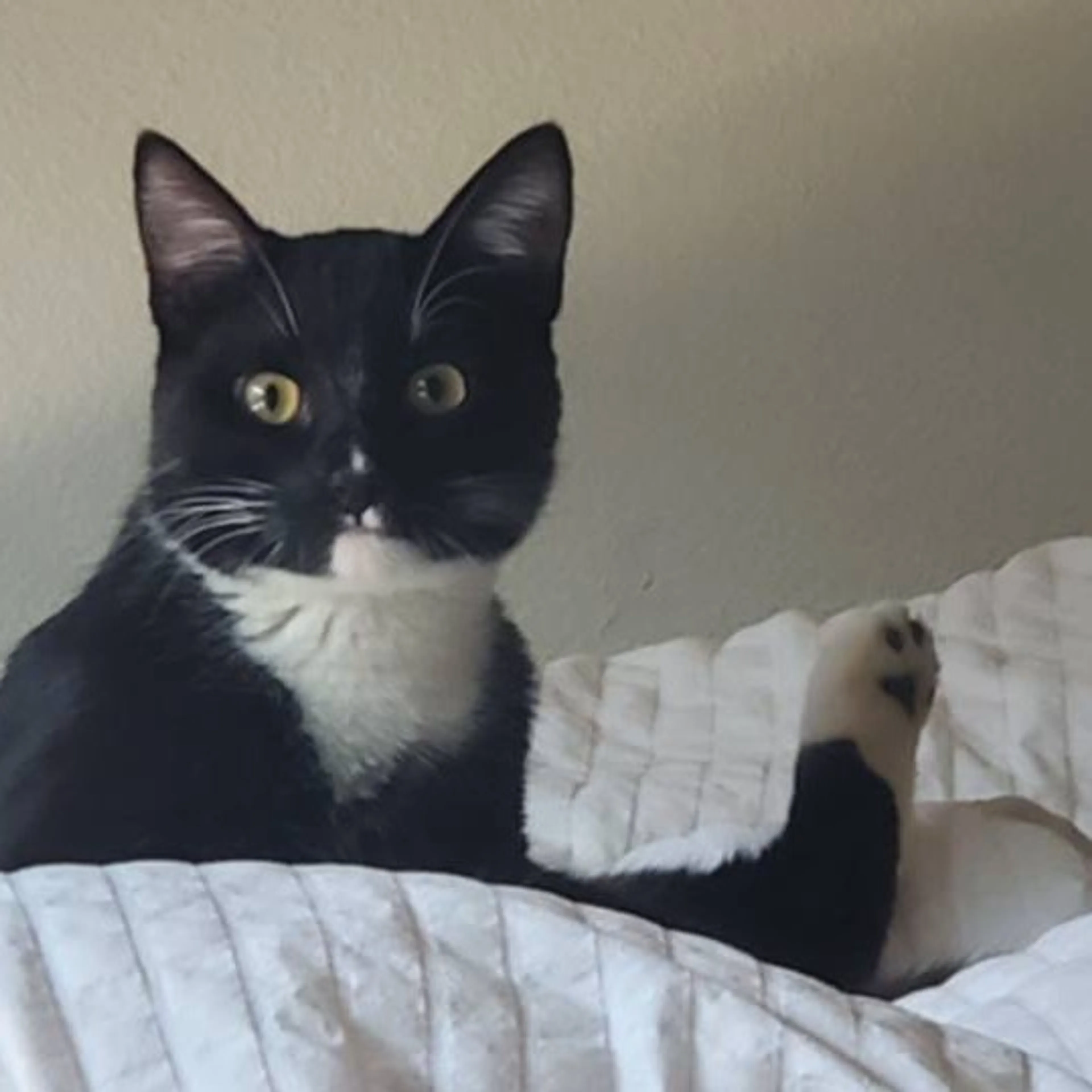 Found pet-5