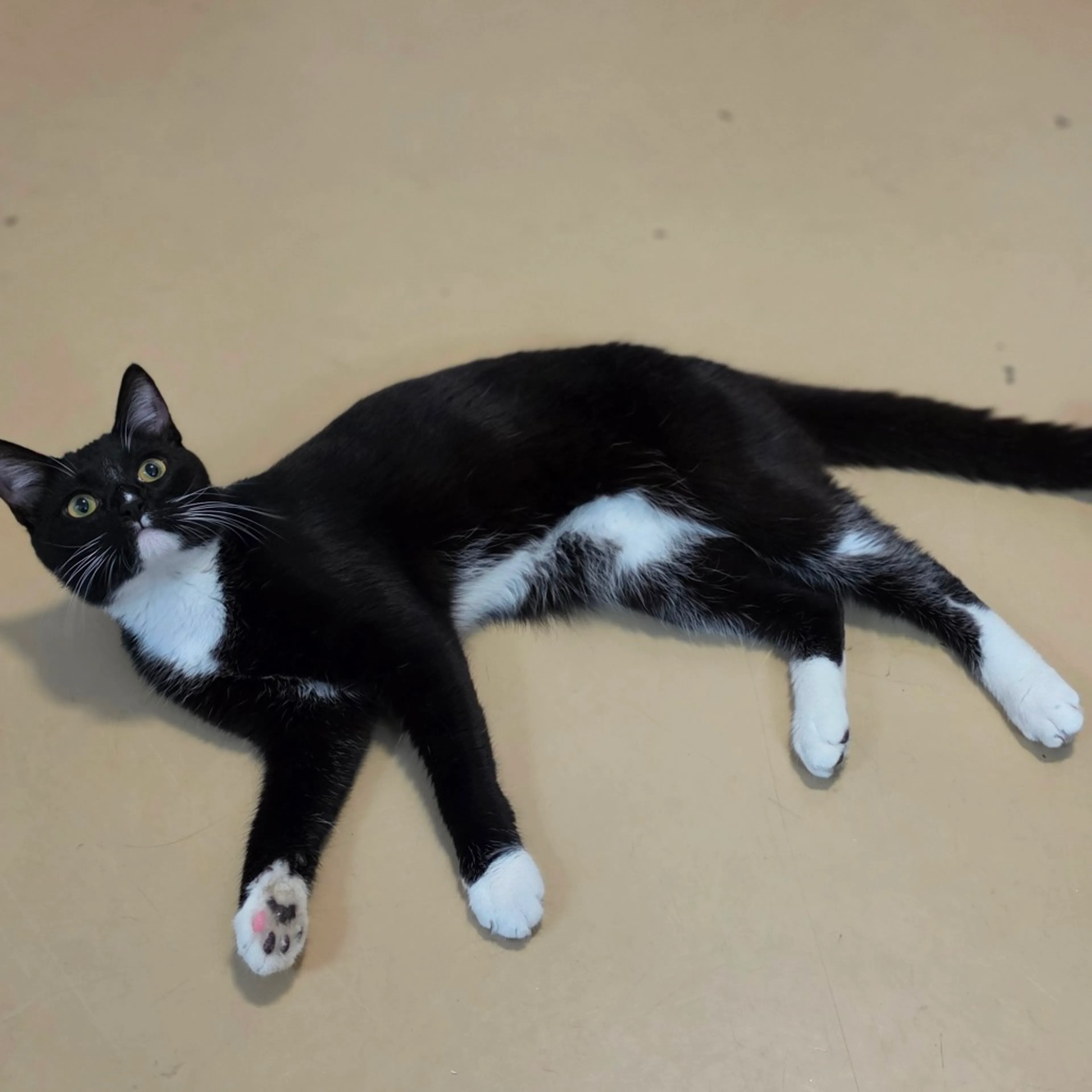 Found pet-11