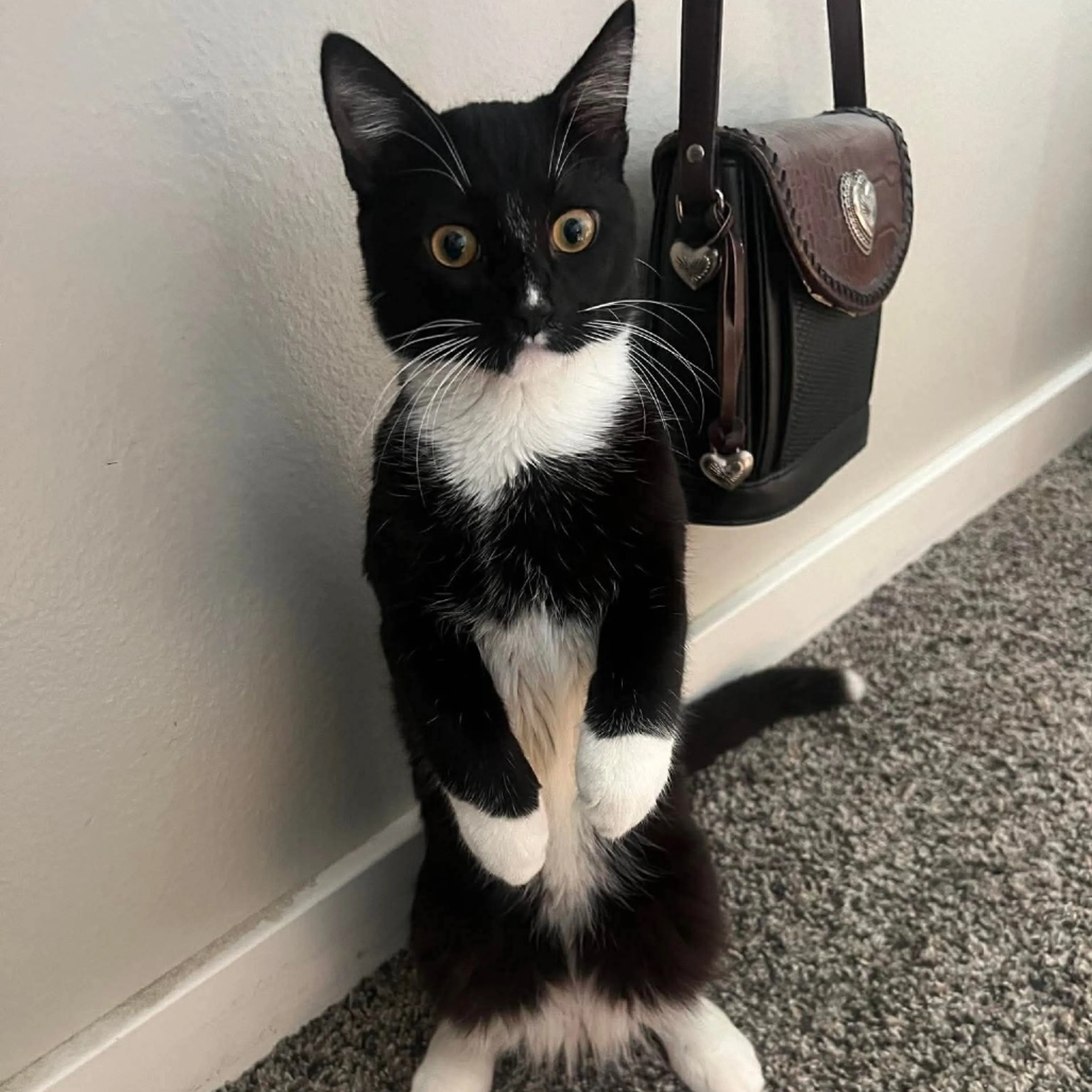 Found pet-1