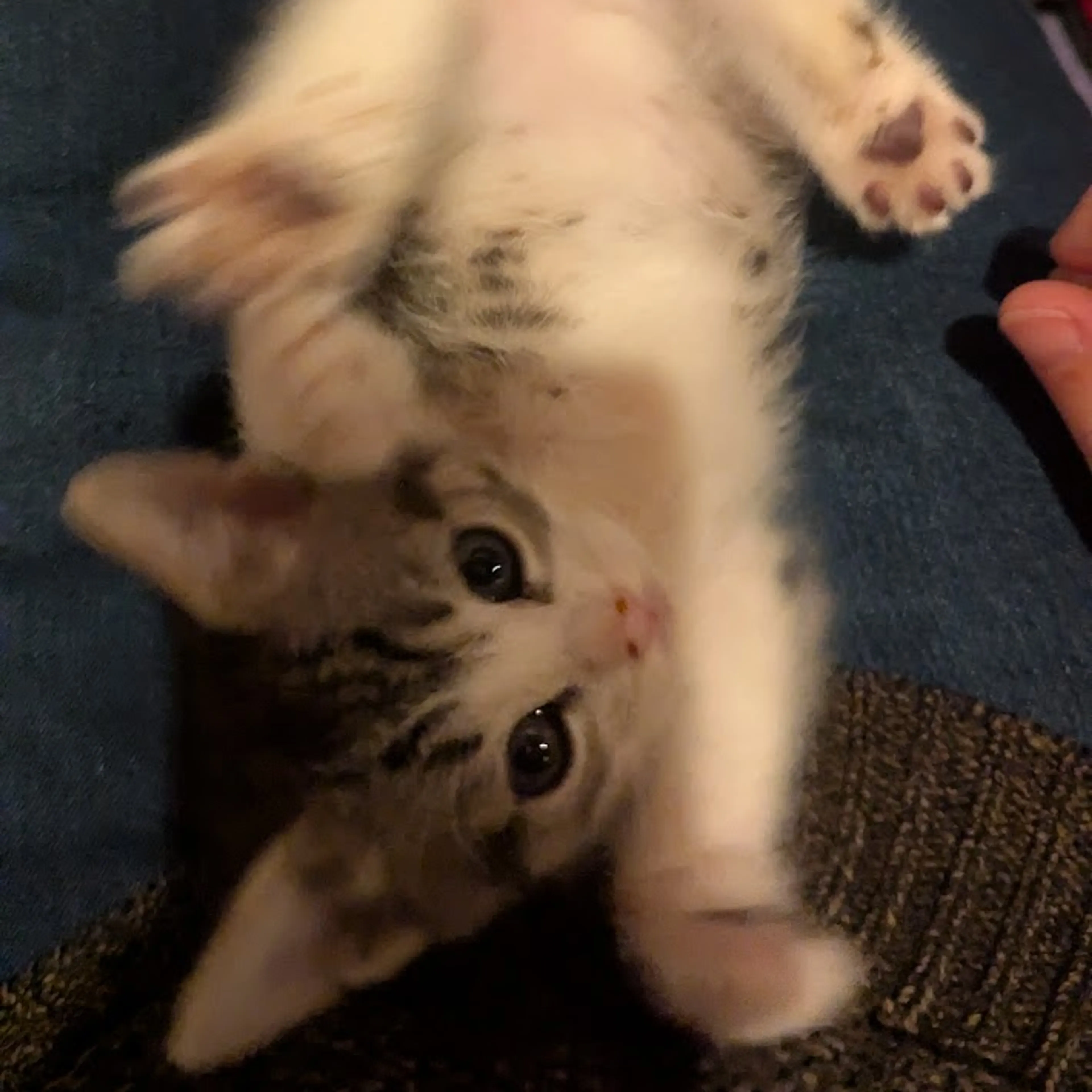 Found pet-3