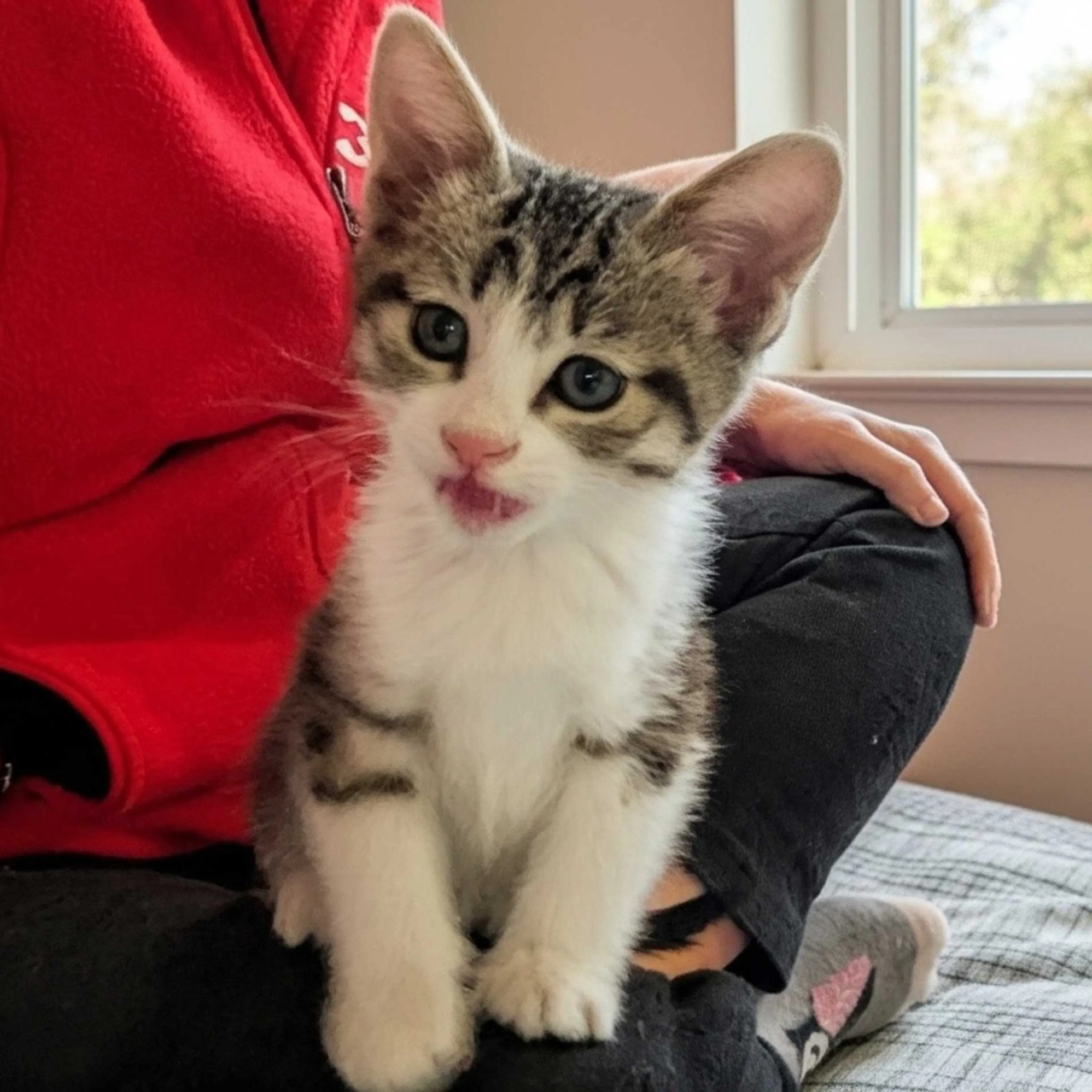 Found pet-0