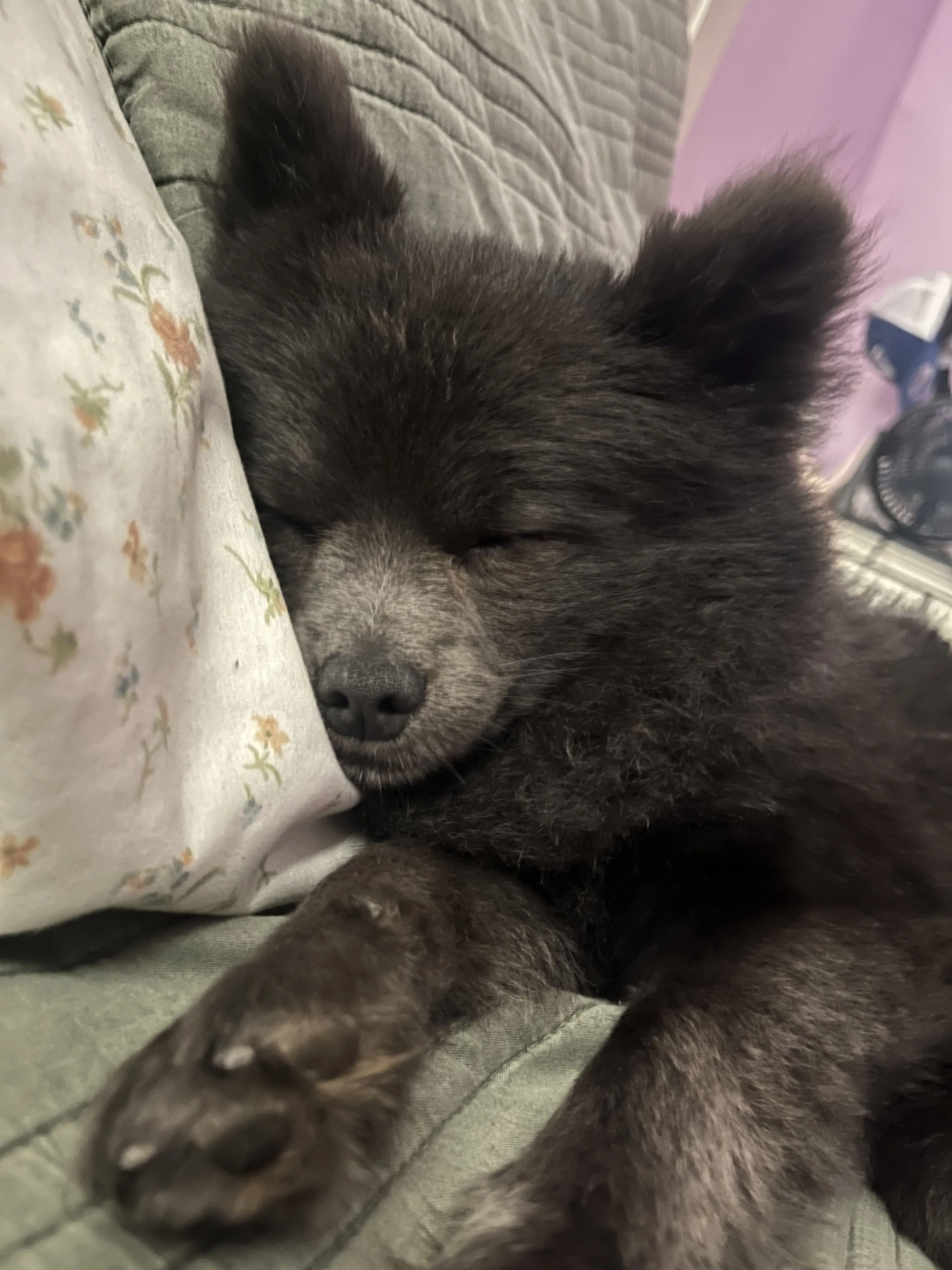 Lost pet-1