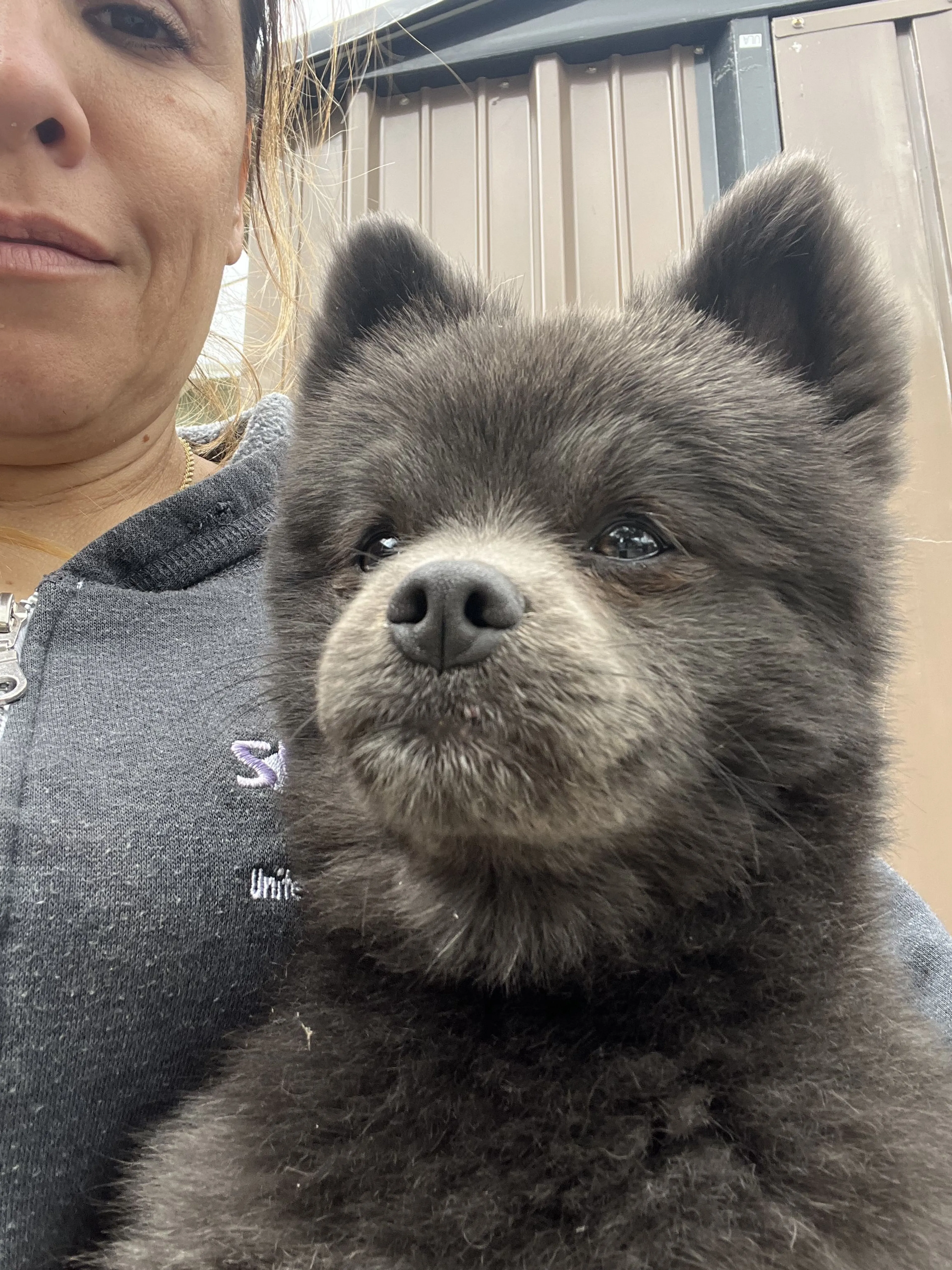 Lost pet-2