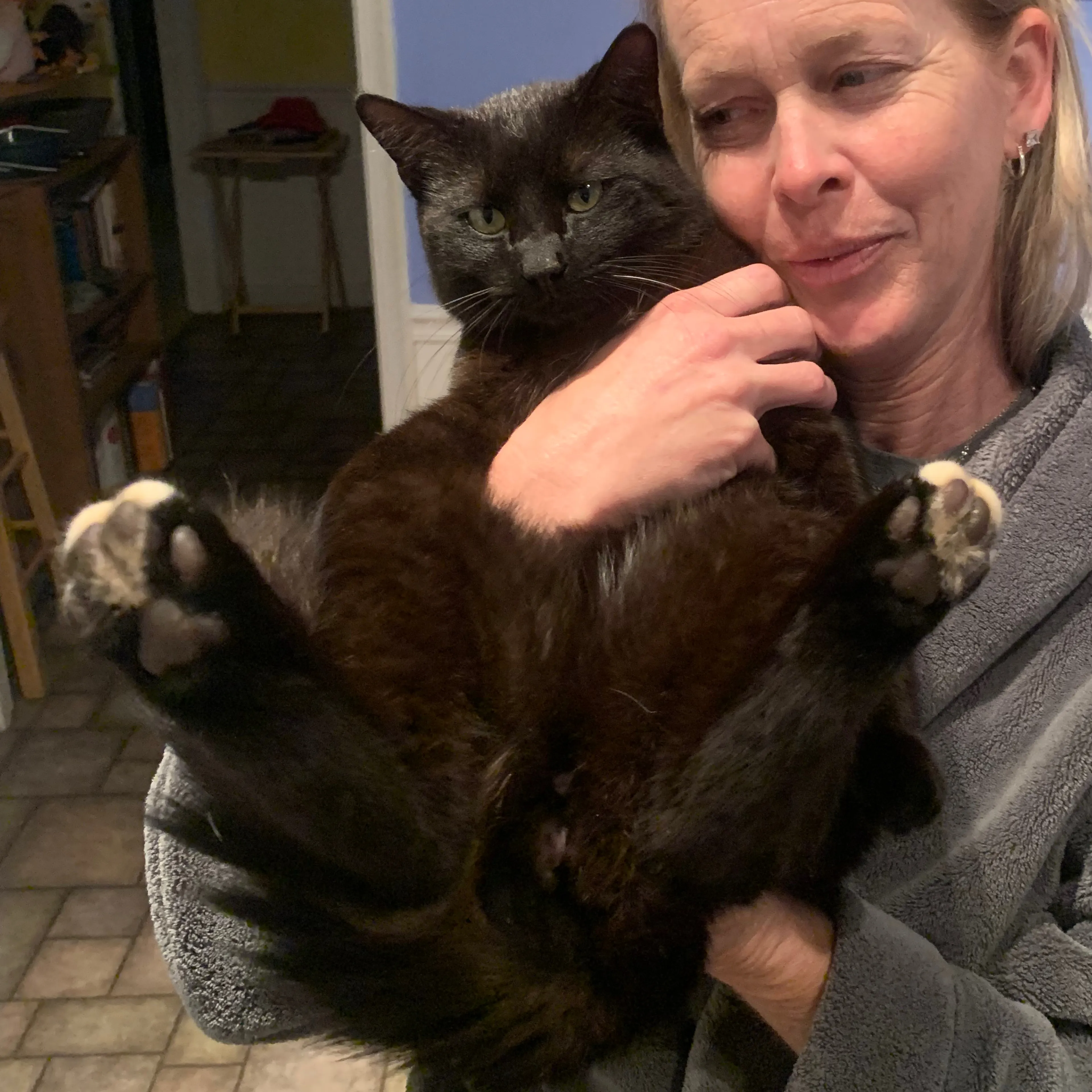 Lost pet-1