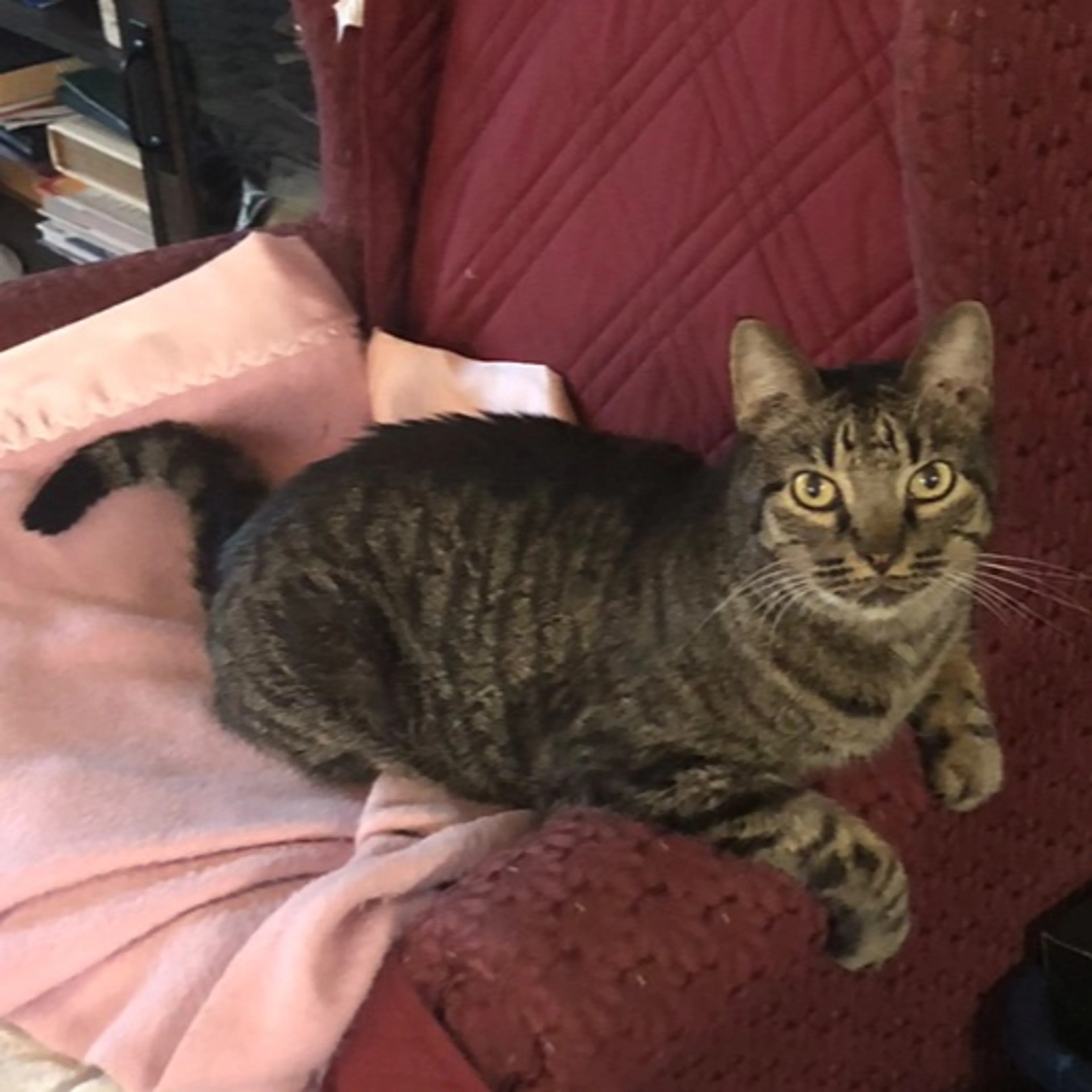 Lost pet