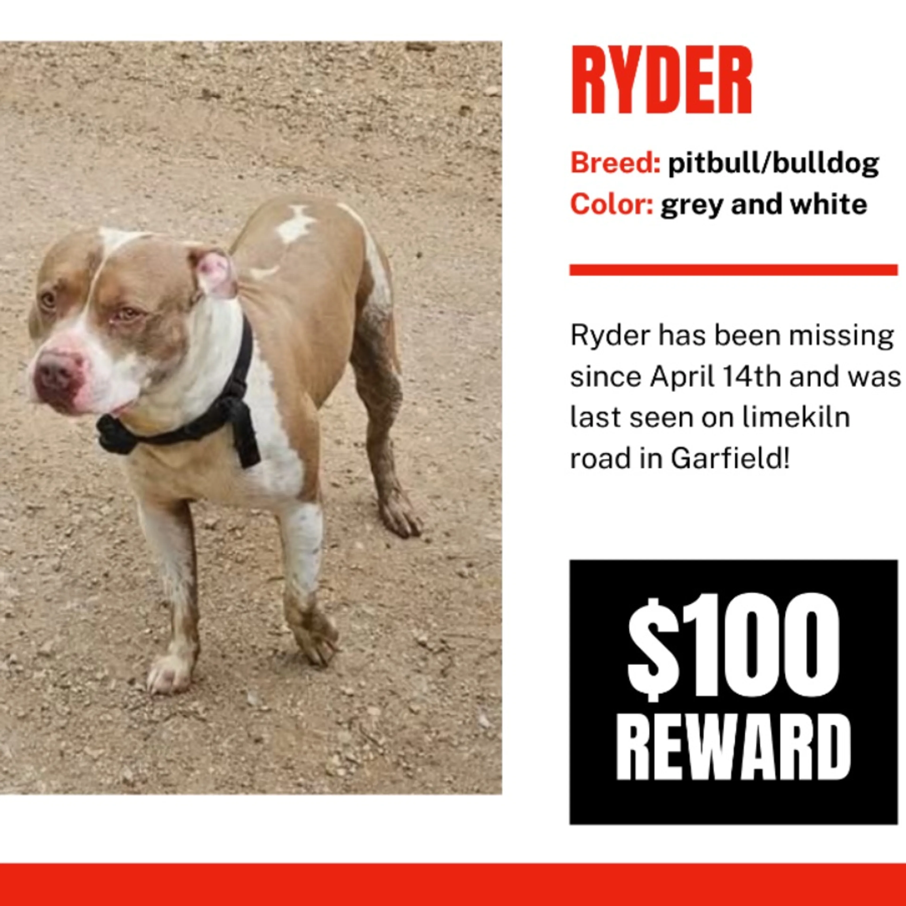 Lost pet