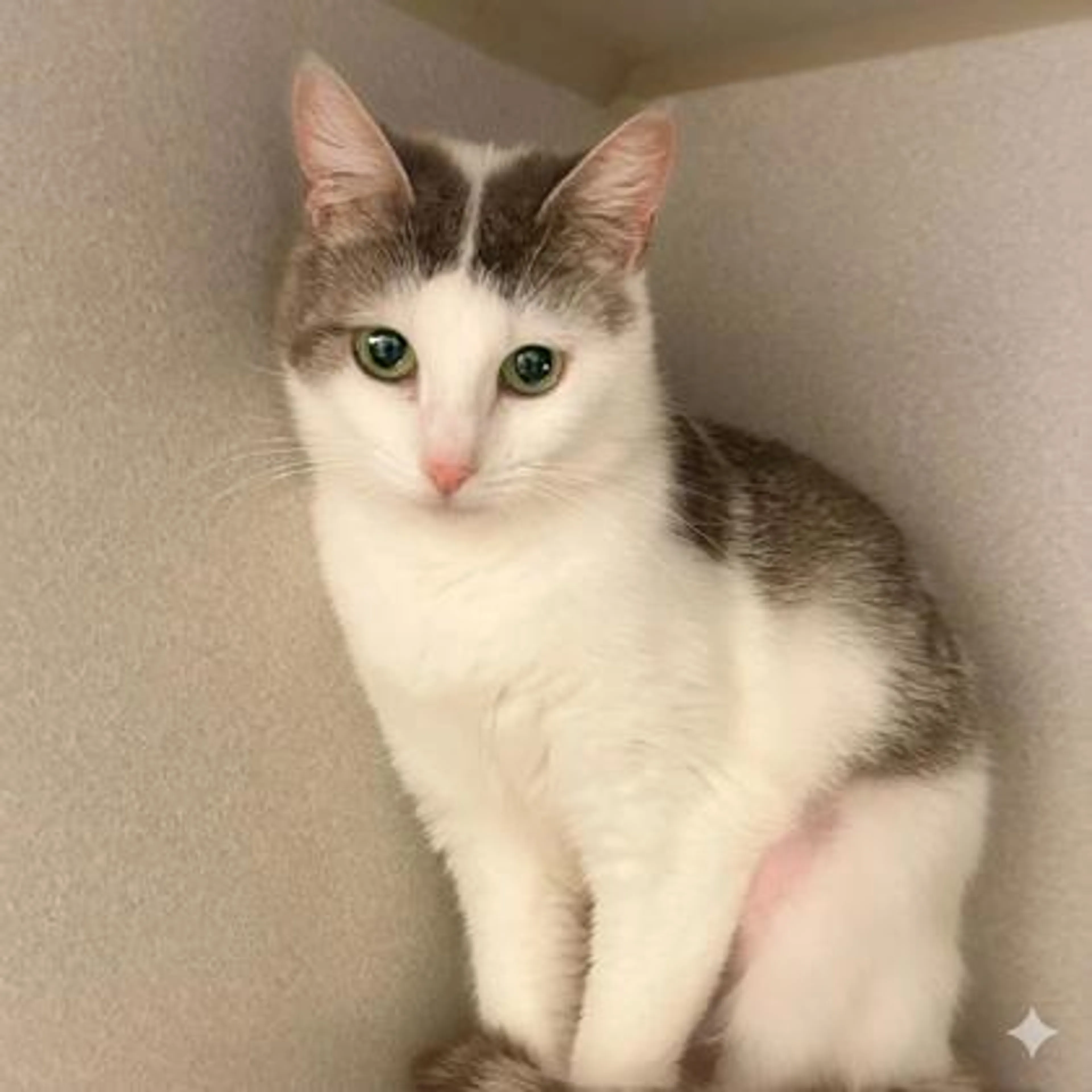Found pet-2