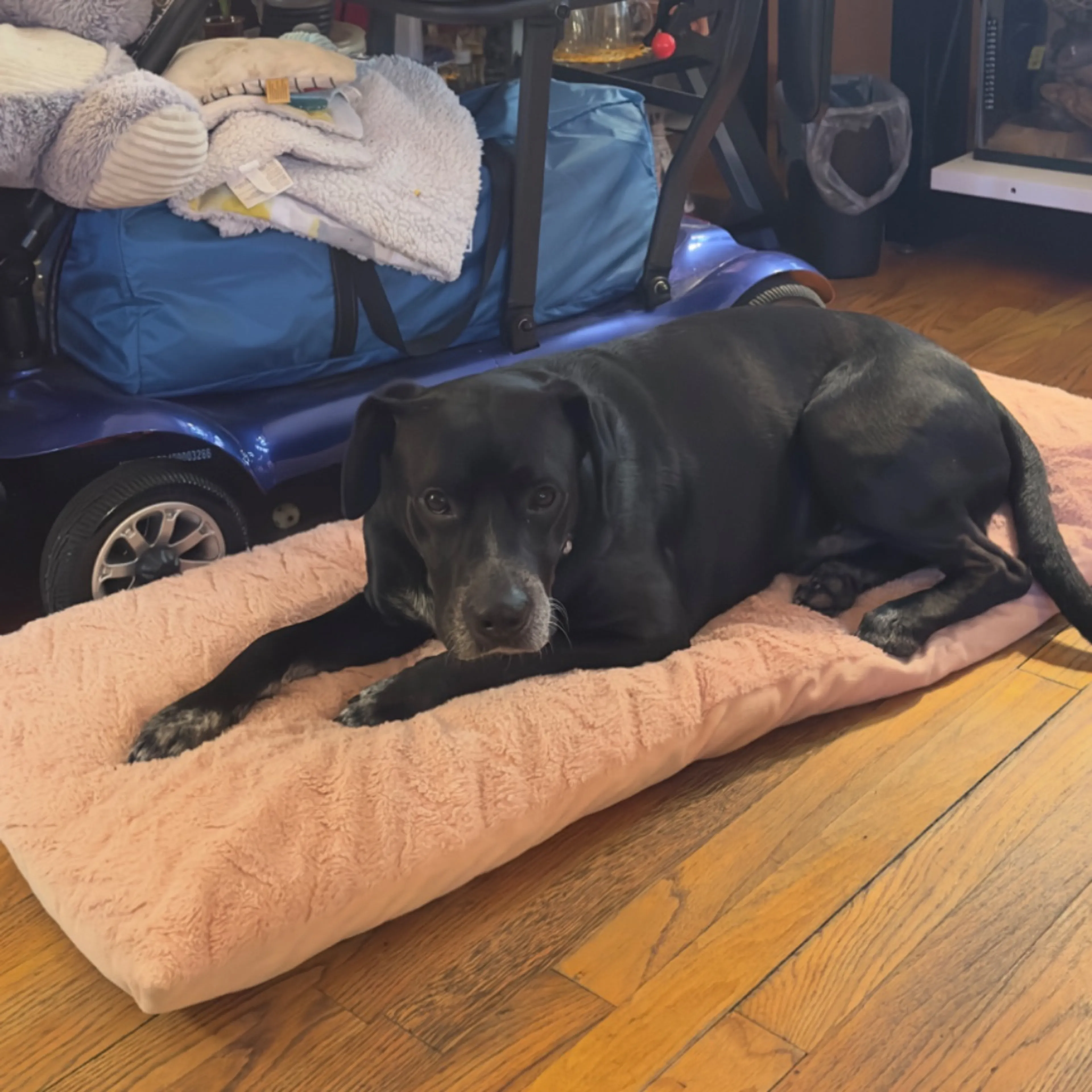 Lost pet