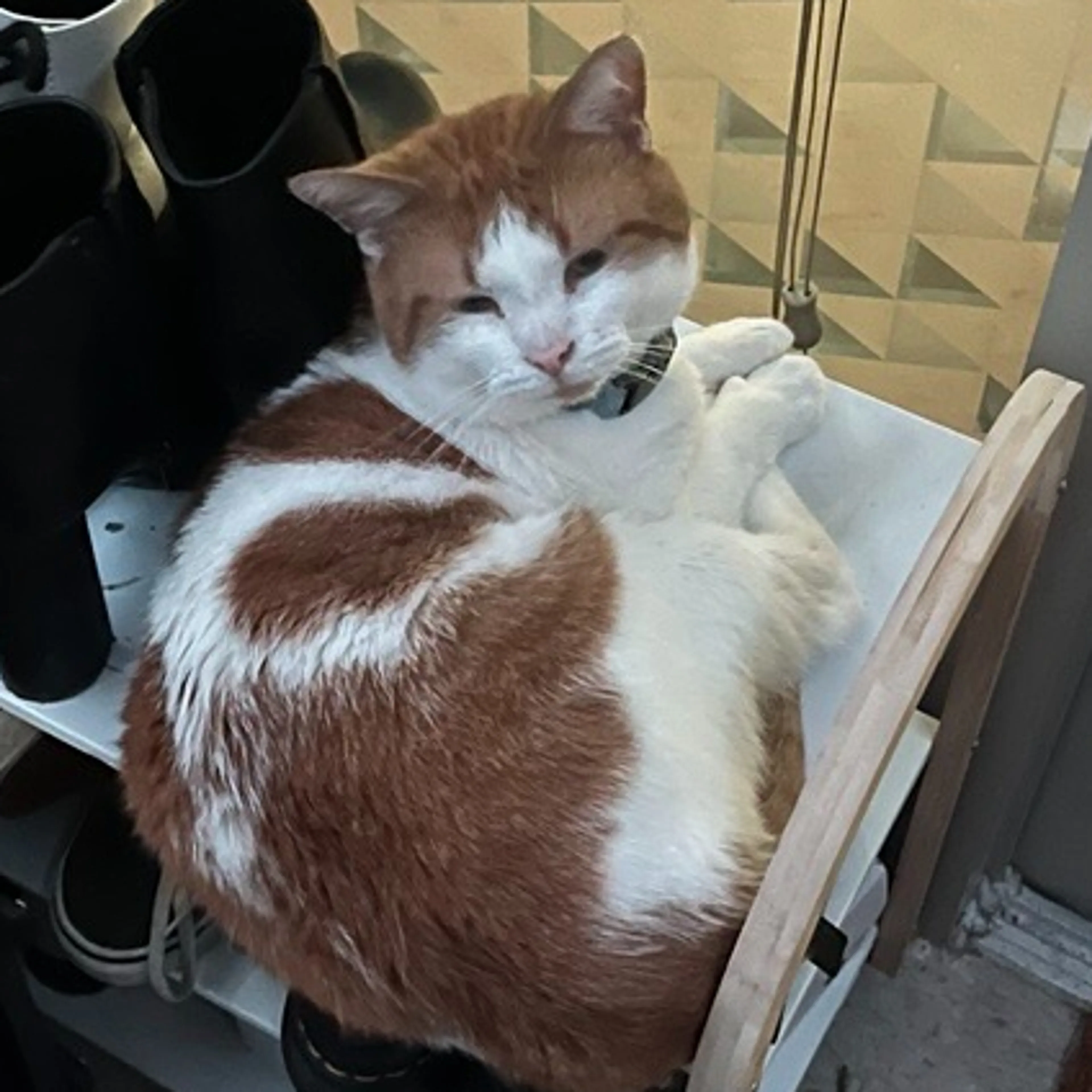Lost pet-1