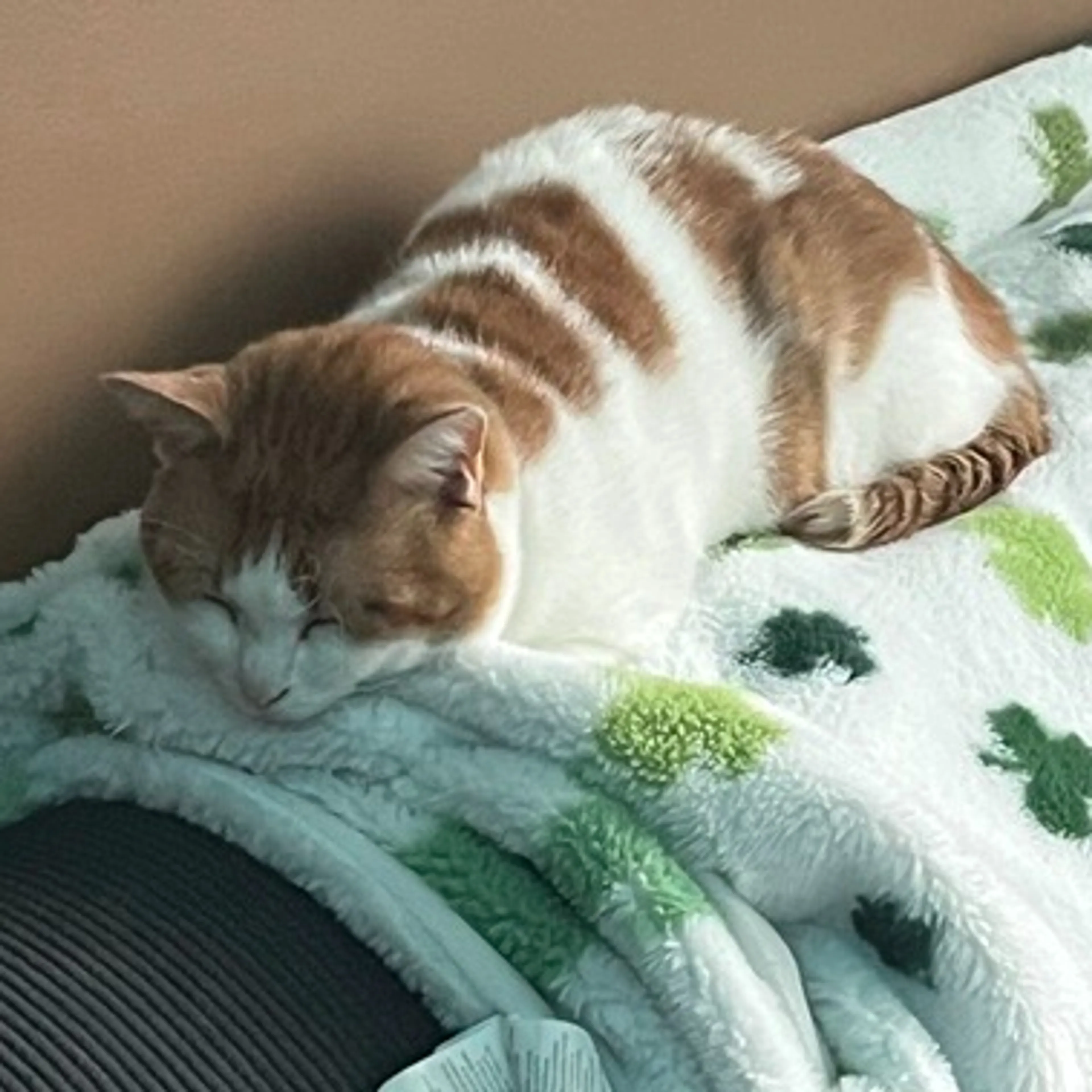 Lost pet-2