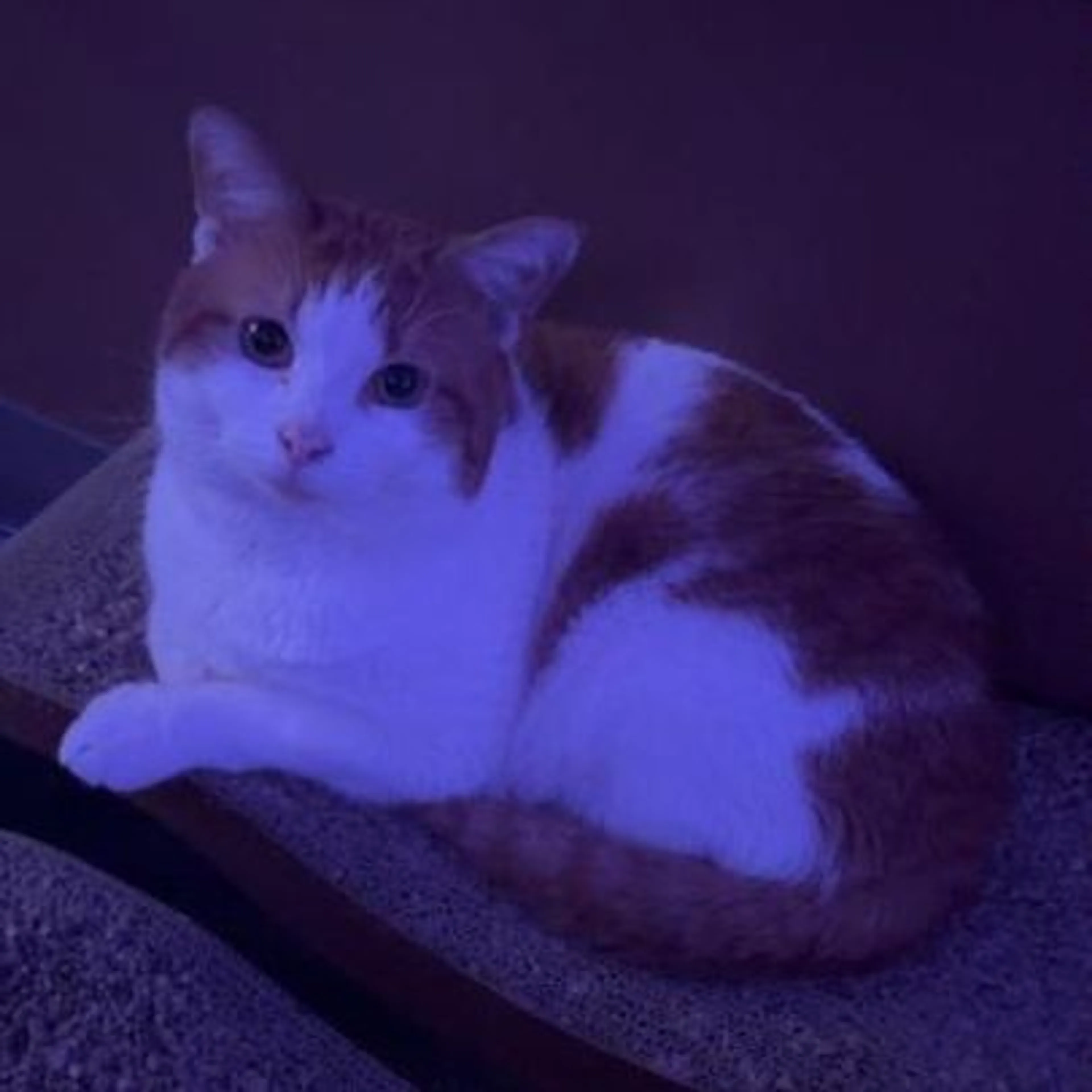 Lost pet-0