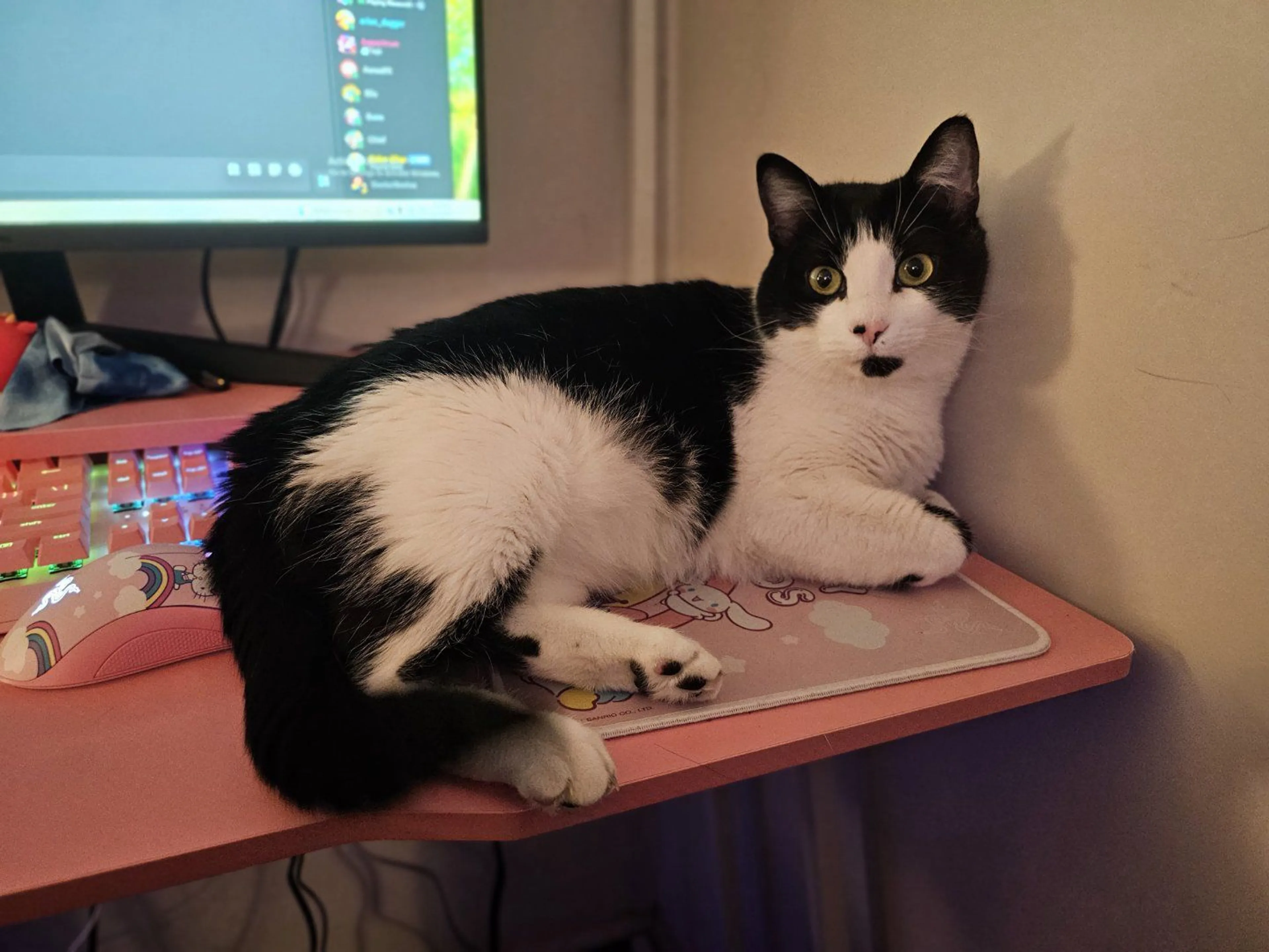 Lost pet