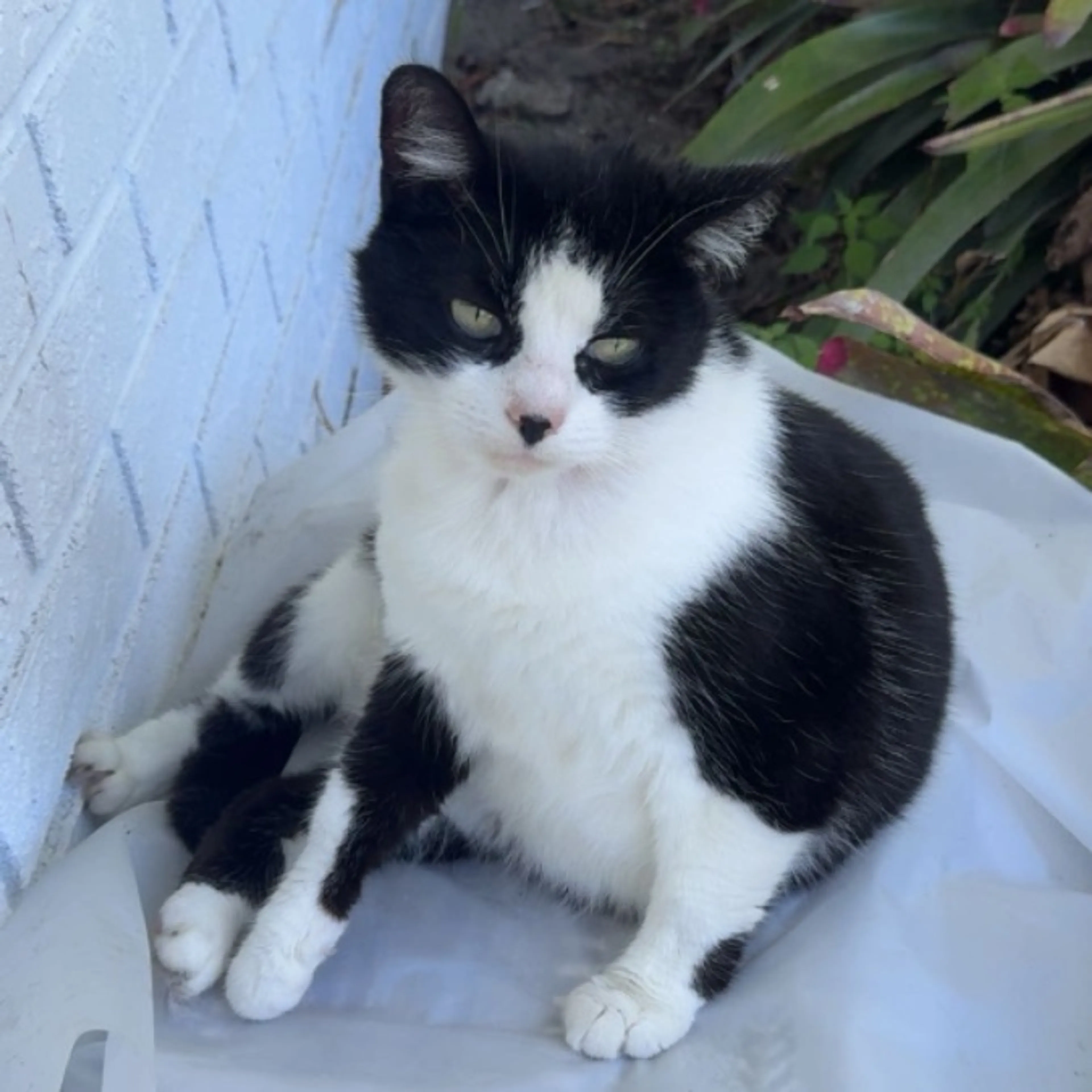 Lost pet