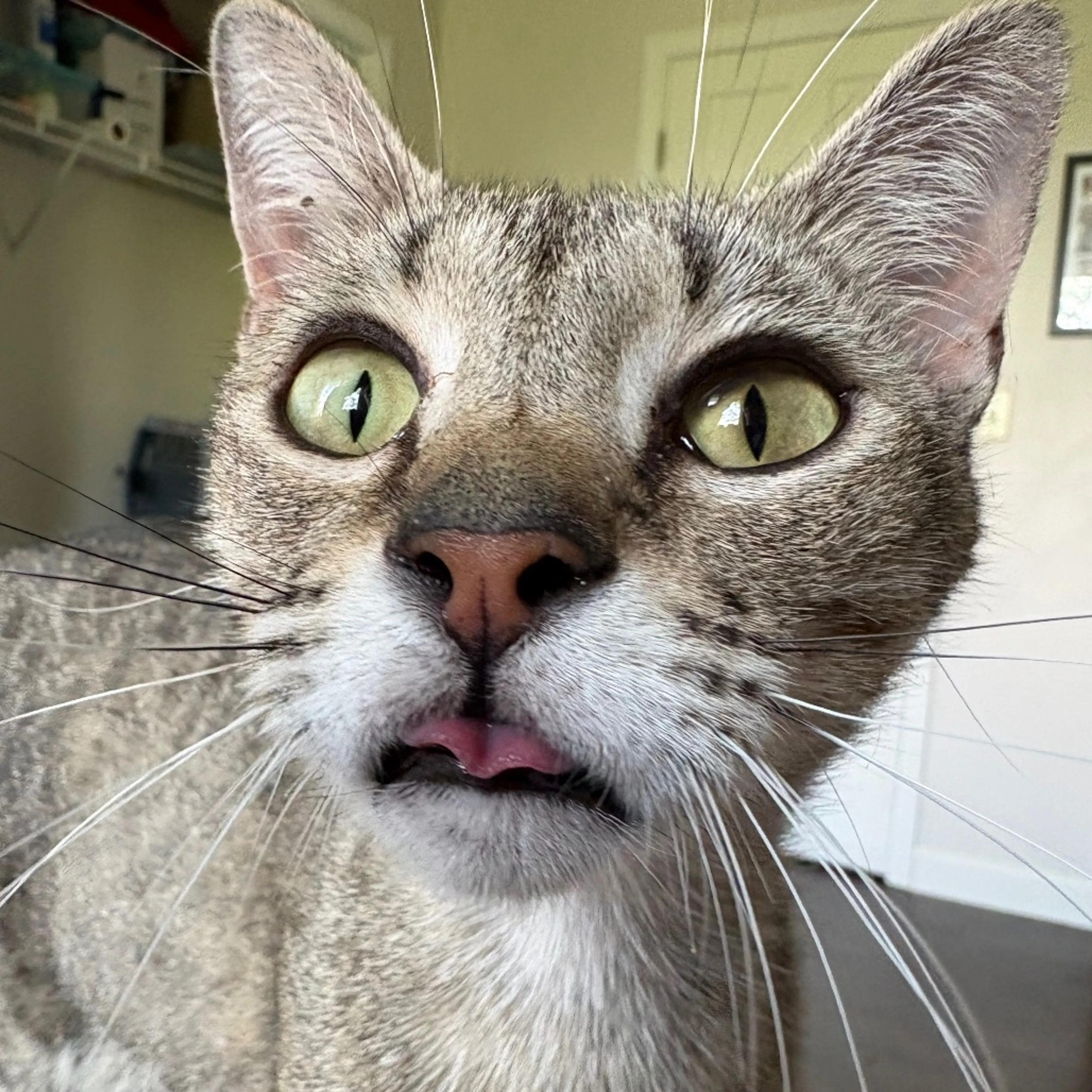 Found pet-1