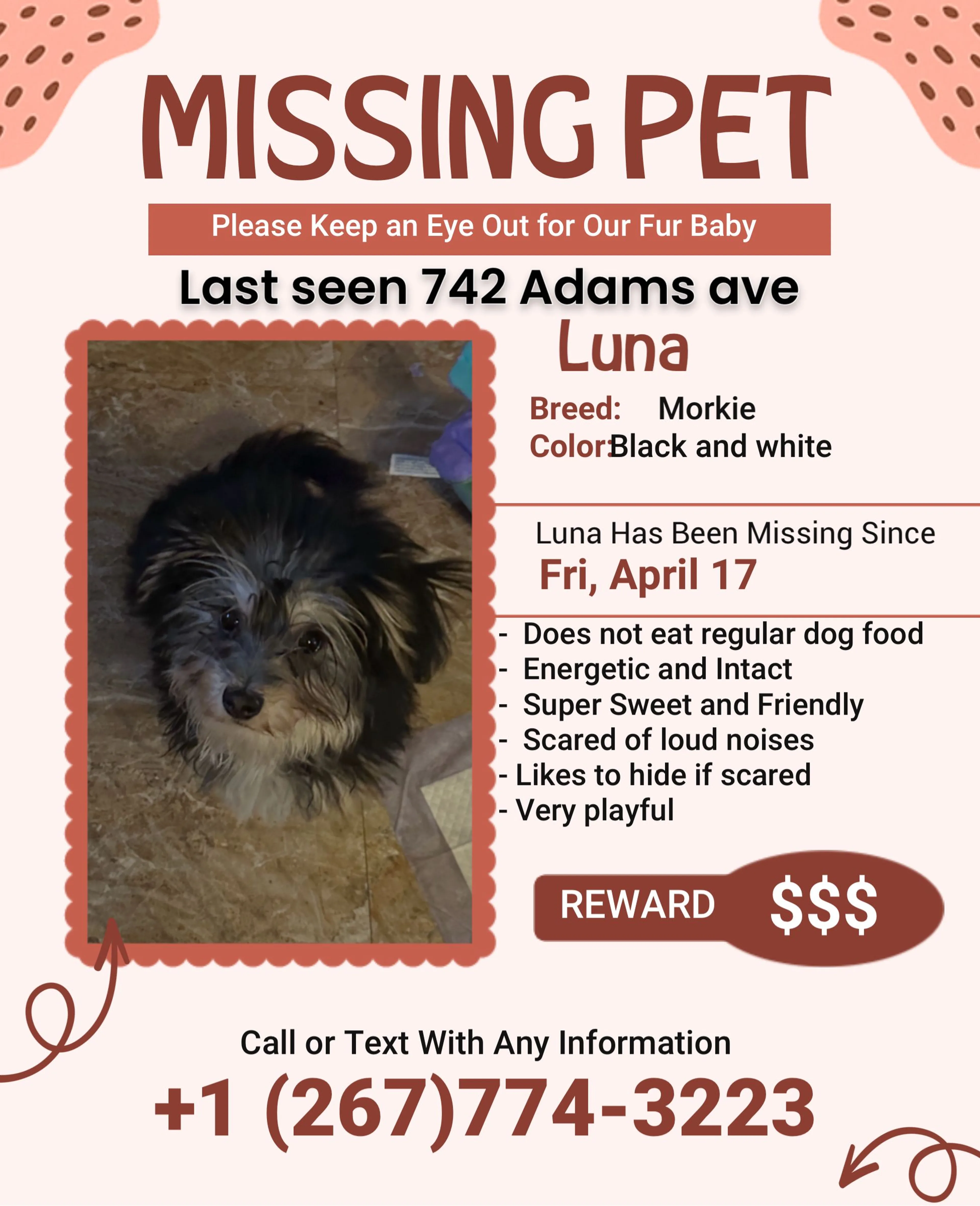 Lost pet