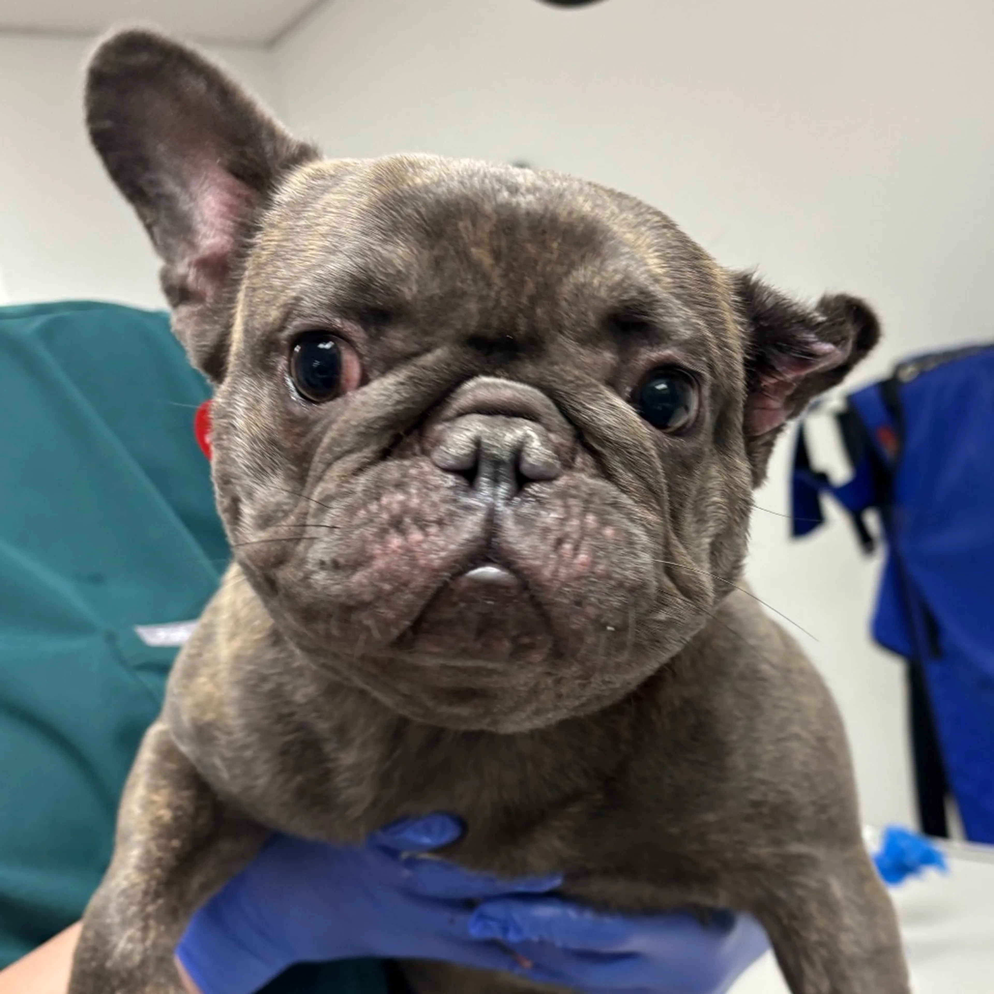 Found pet-1