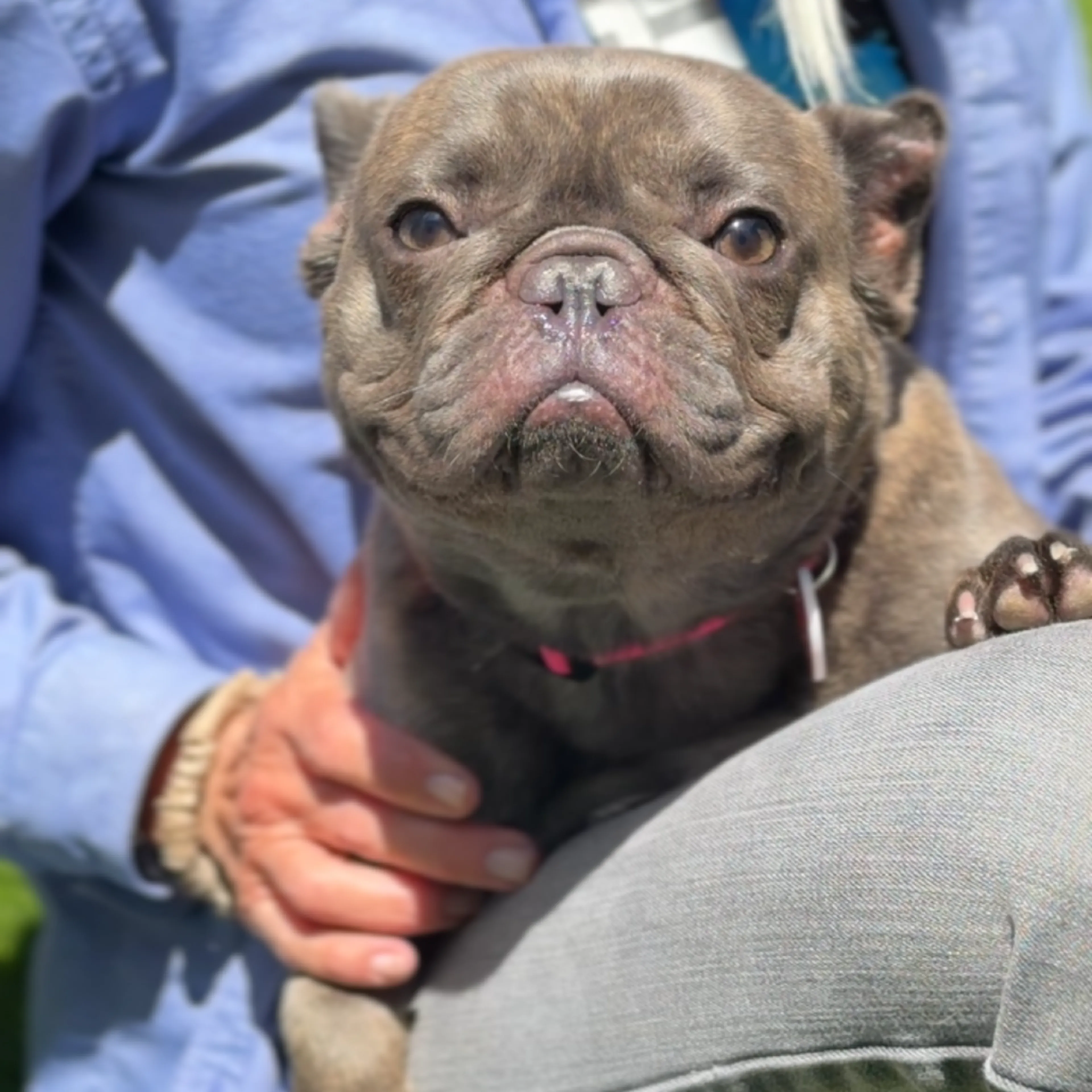 Found pet-3