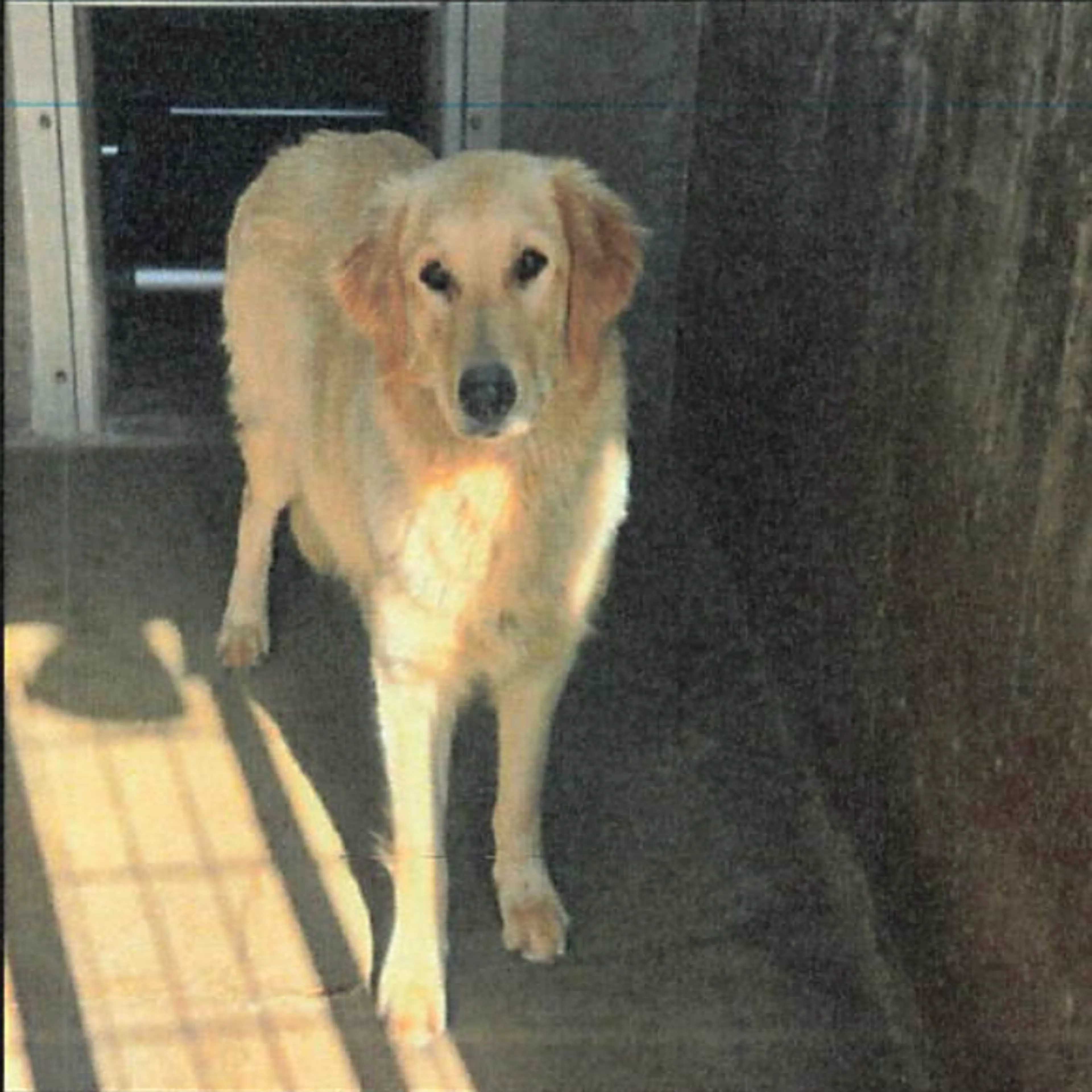 Found pet