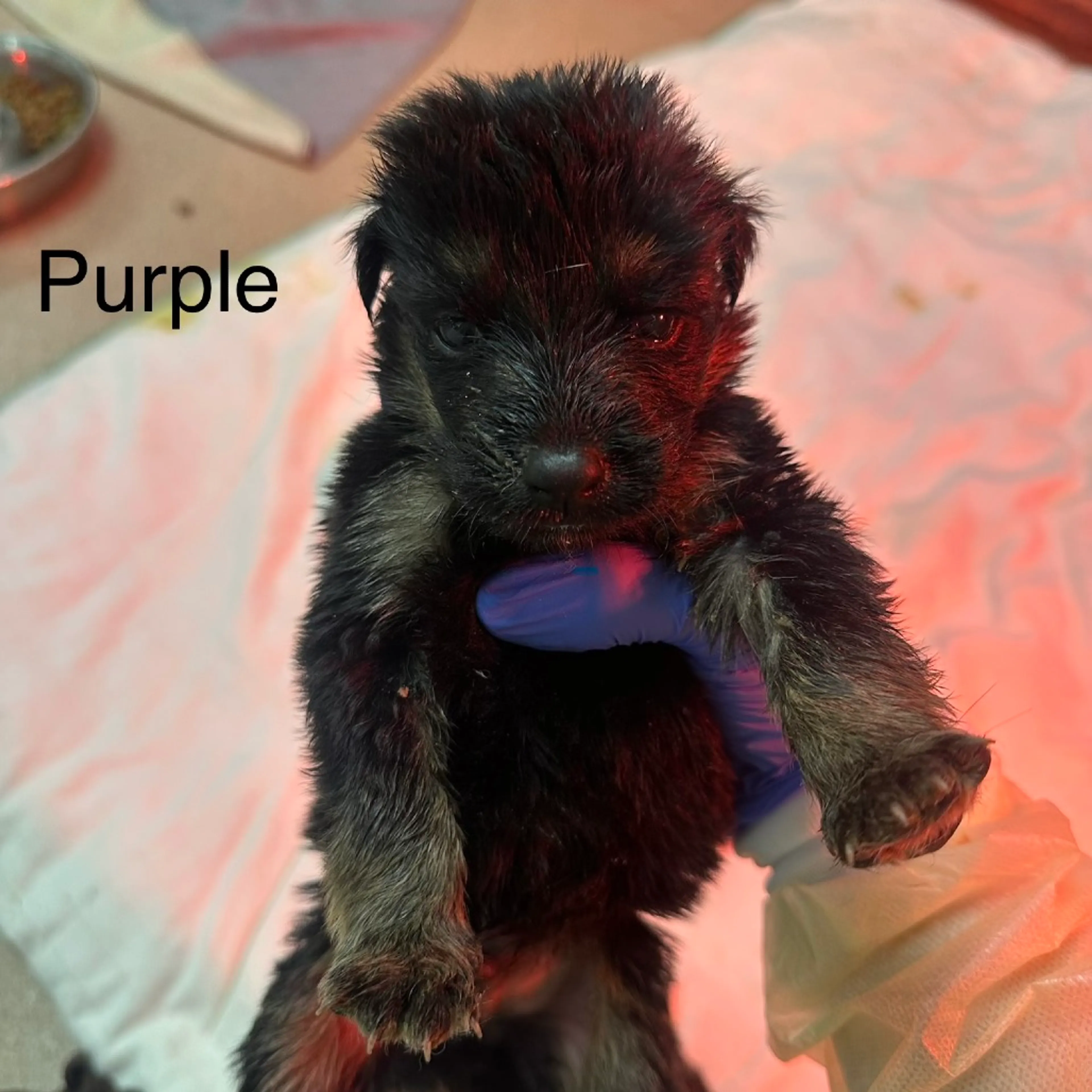 Found pet-1