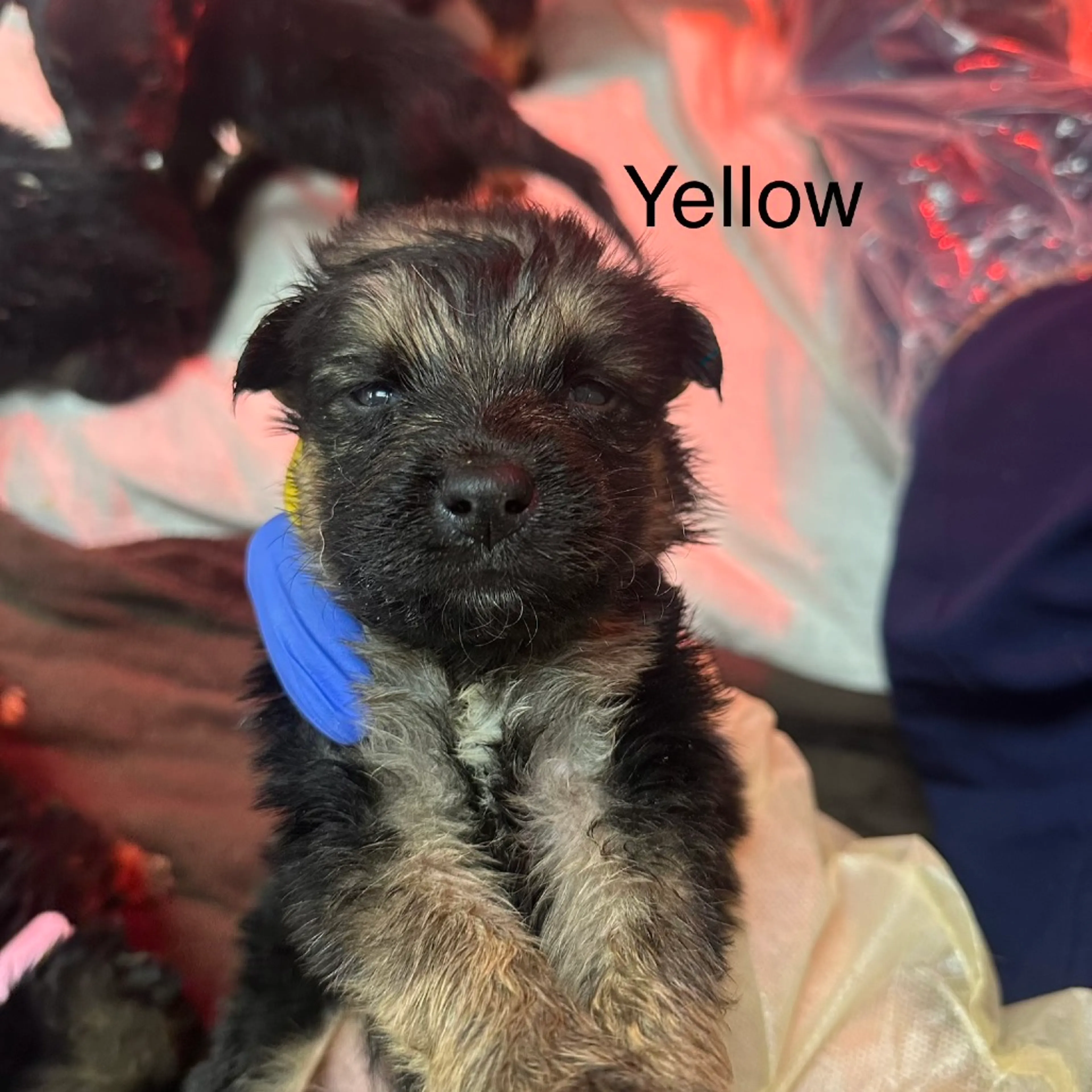 Found pet-1