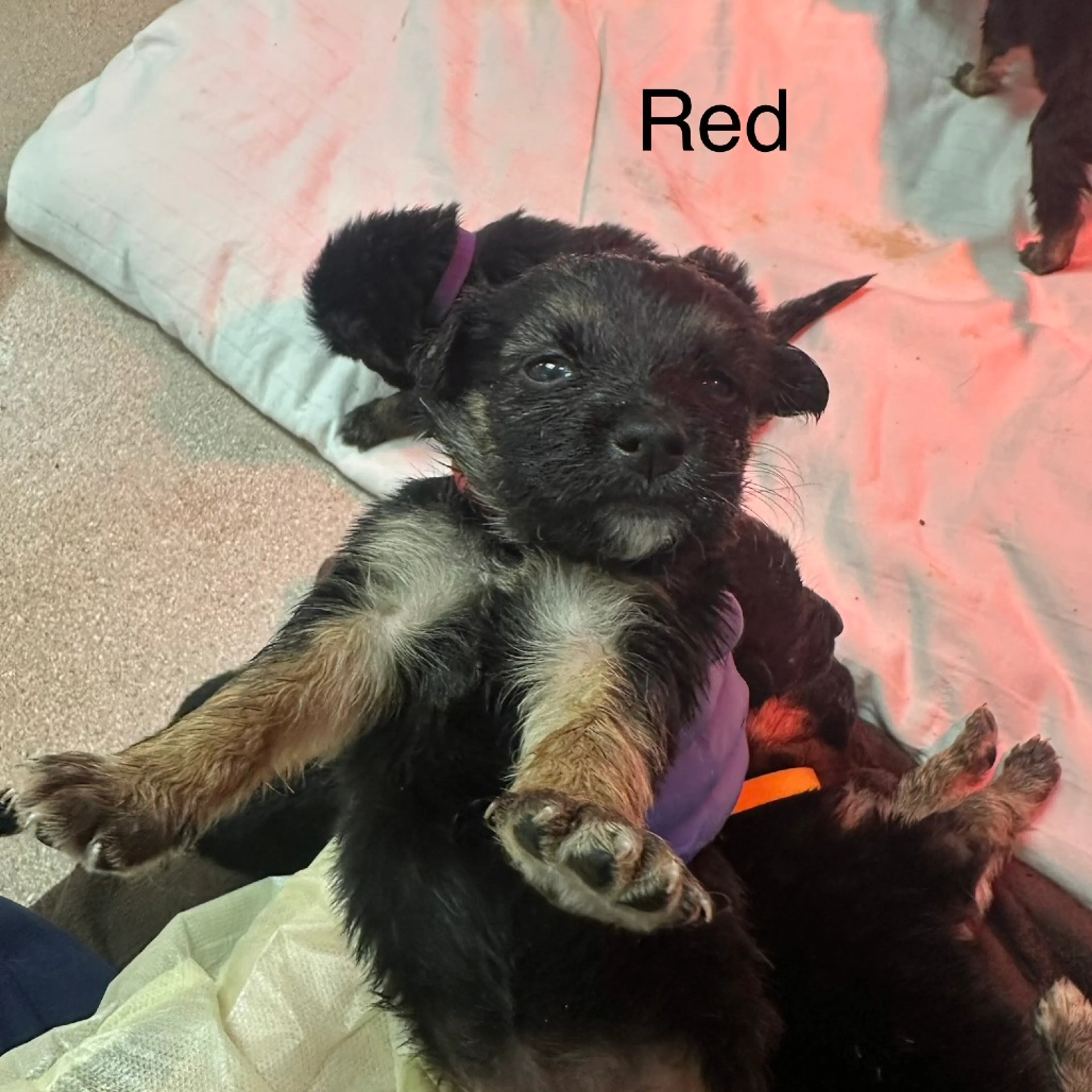 Found pet-1