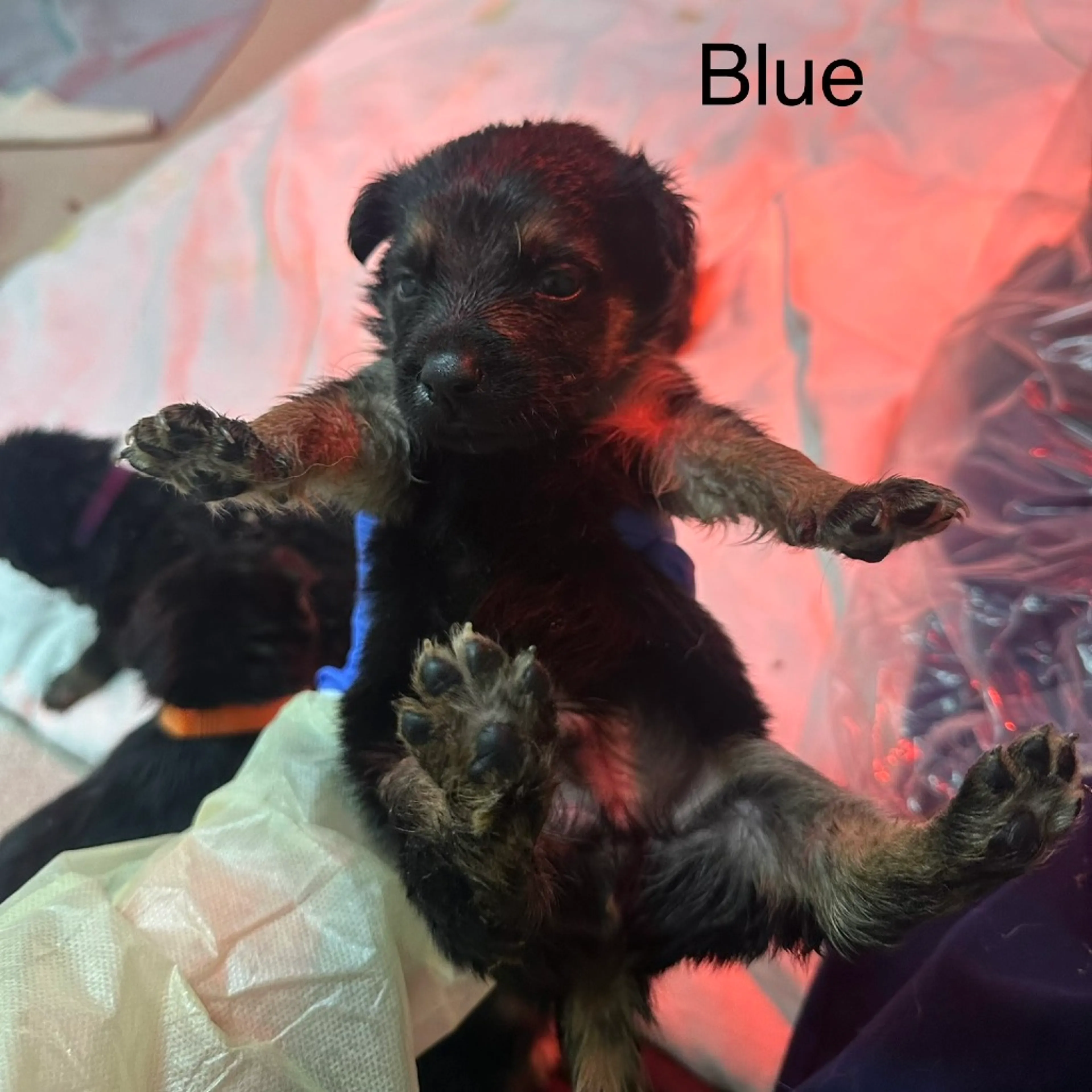 Found pet-1