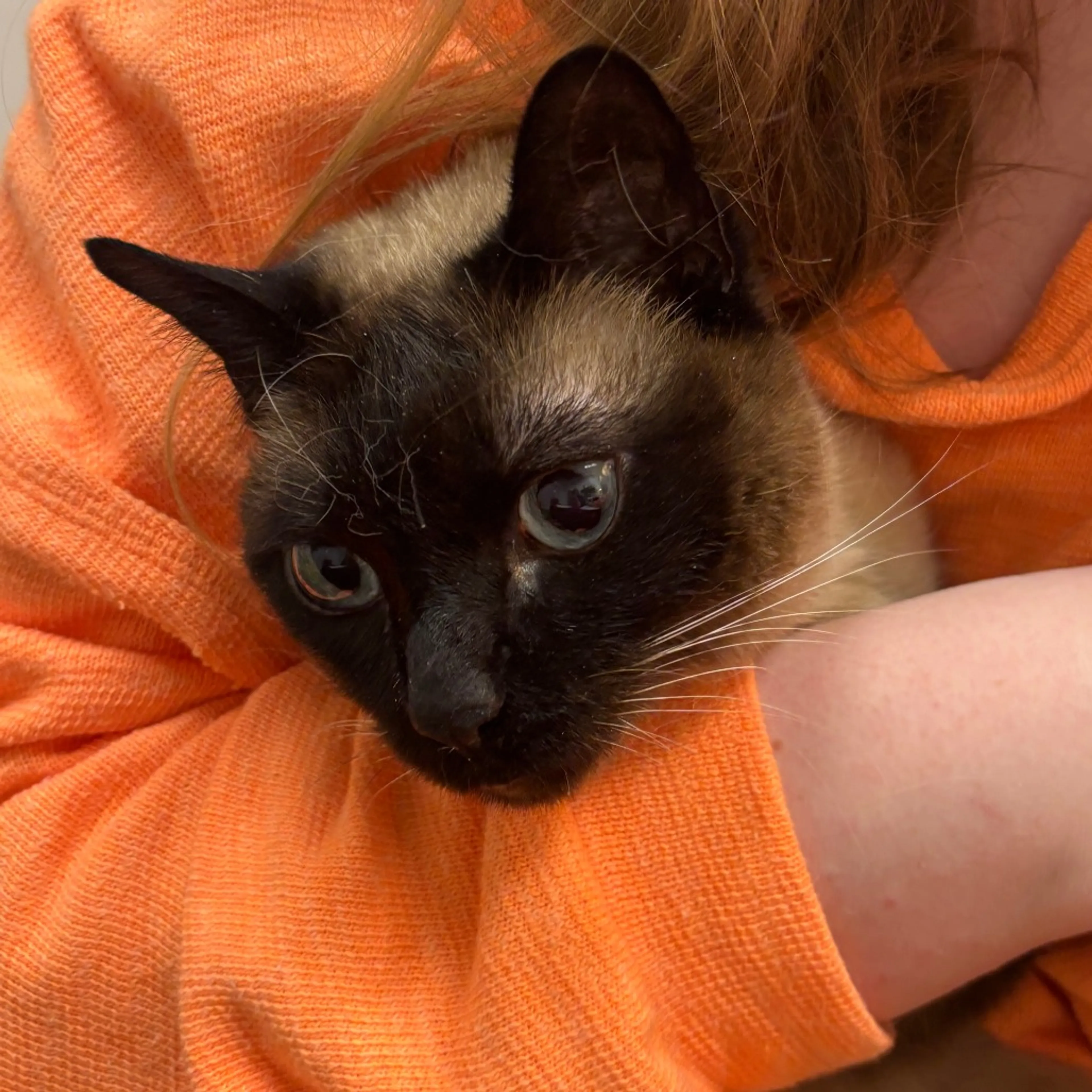 Found pet-1