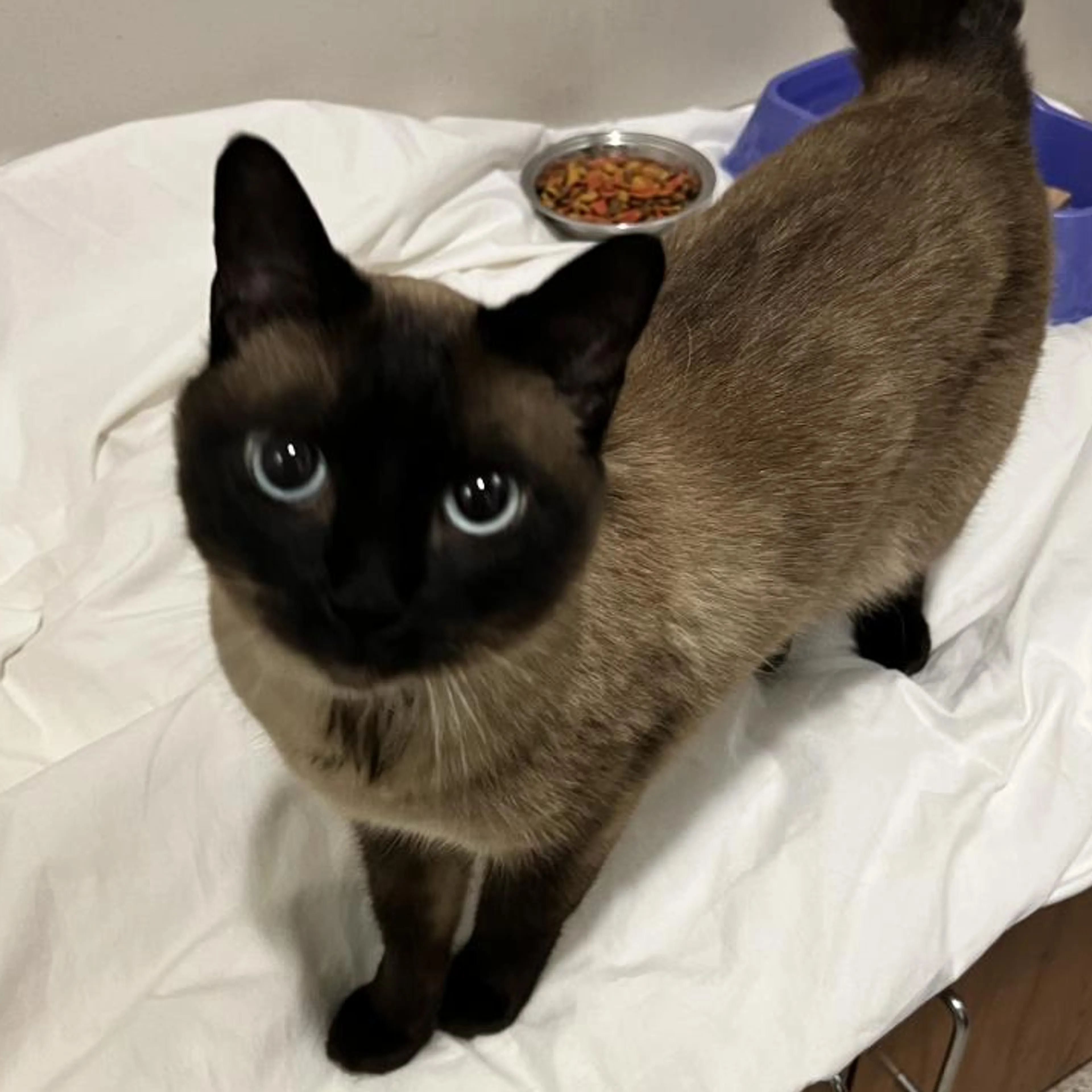 Found pet-0